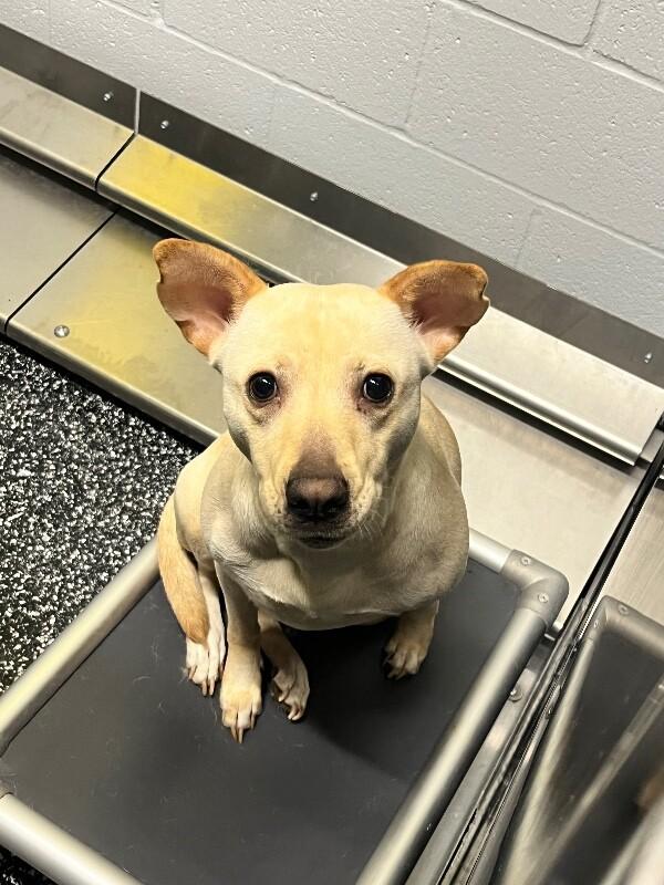 Enlarge Lumpy, a Adoptable mixed breed in Jackson, TN image 5/5