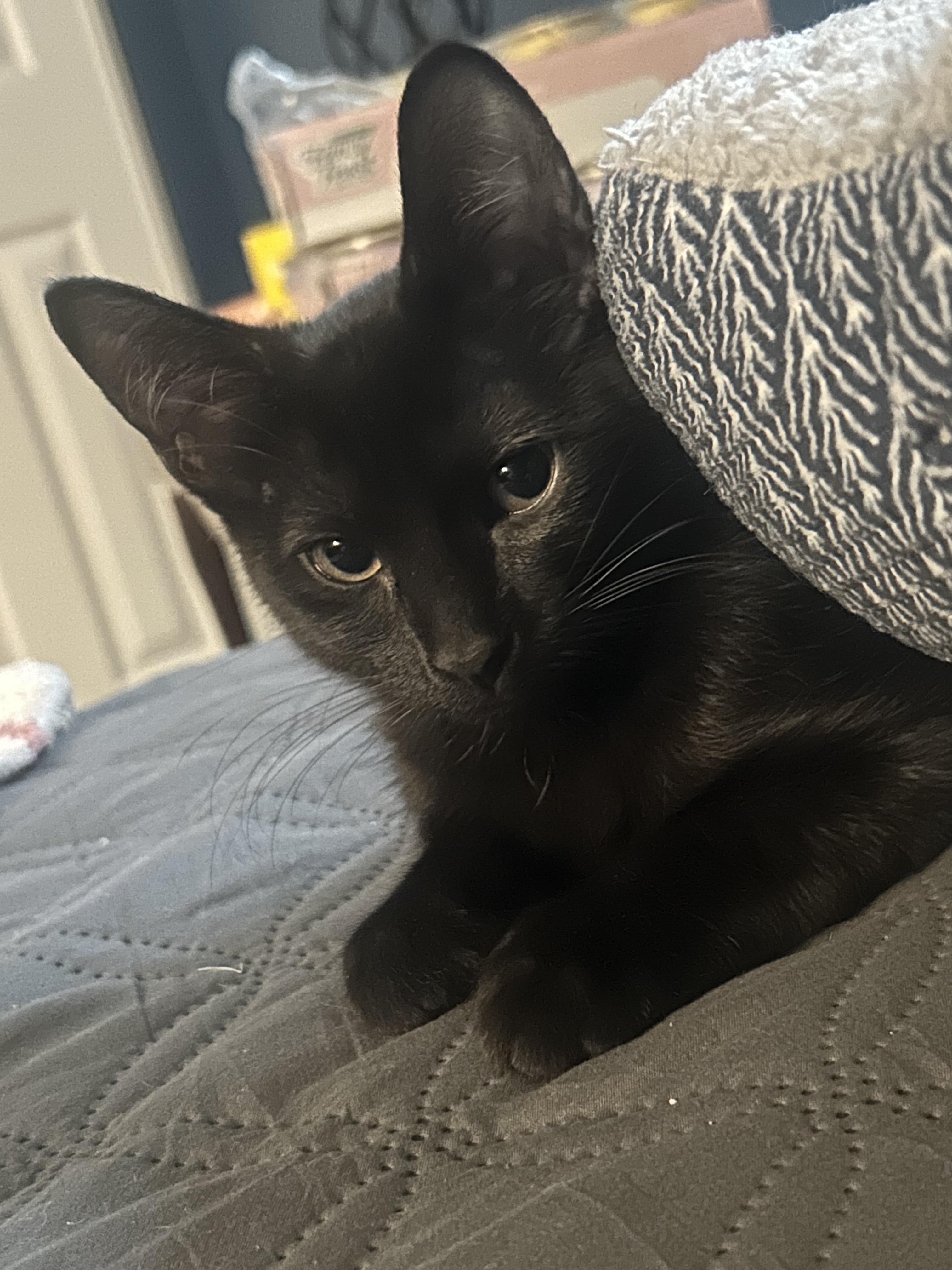 Cleo, a ADOPTABLE Domestic Short Hair in Schaumburg, IL image 2/2