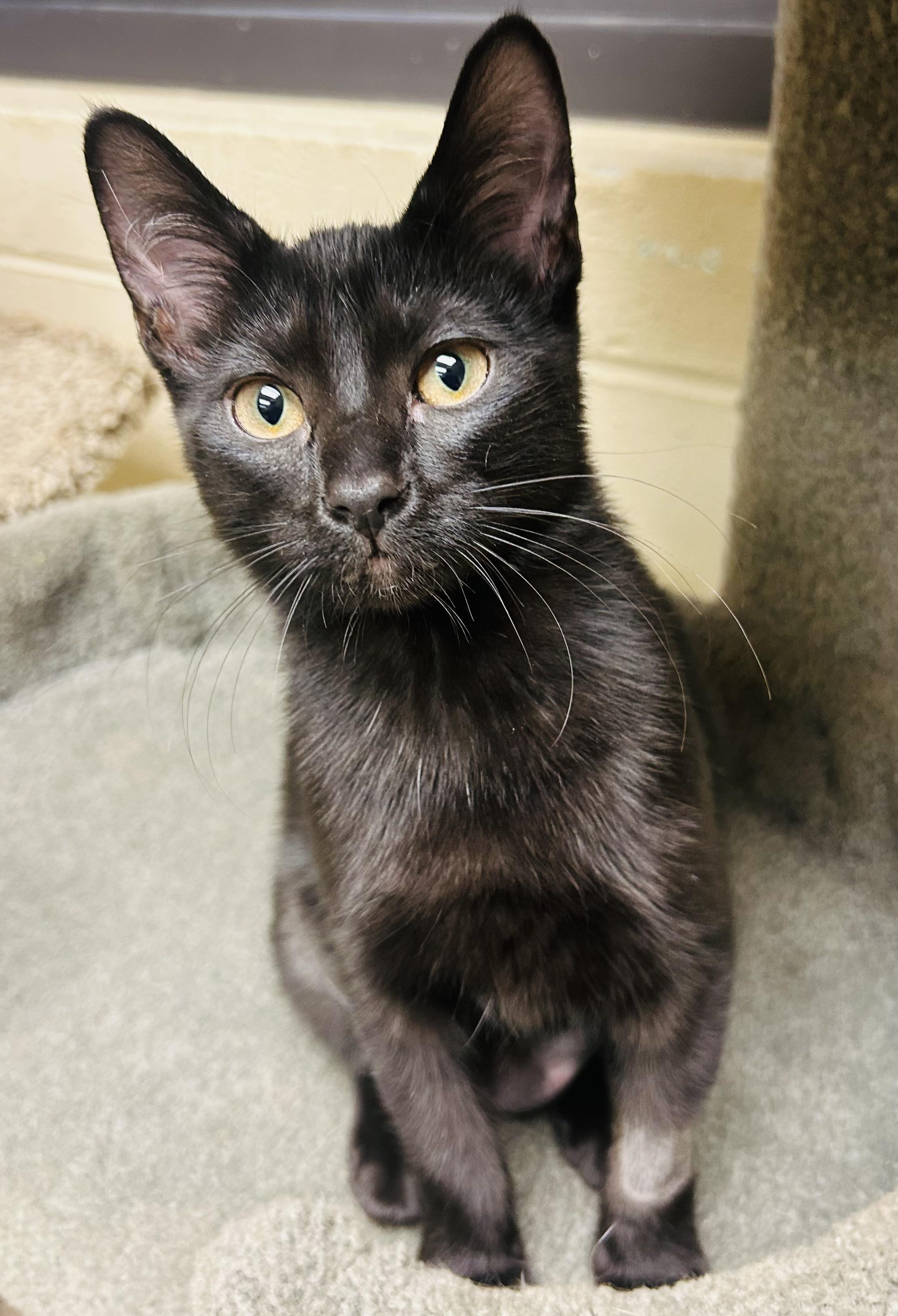 Cleo, a ADOPTABLE Domestic Short Hair in Schaumburg, IL image 1/2