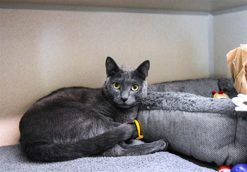 REMY, Adoptable, Young Male Domestic Short Hair.