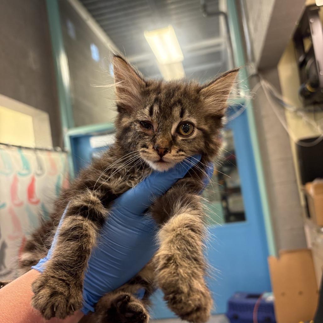 Vinny, Adoptable, Kitten Male Domestic Medium Hair.
