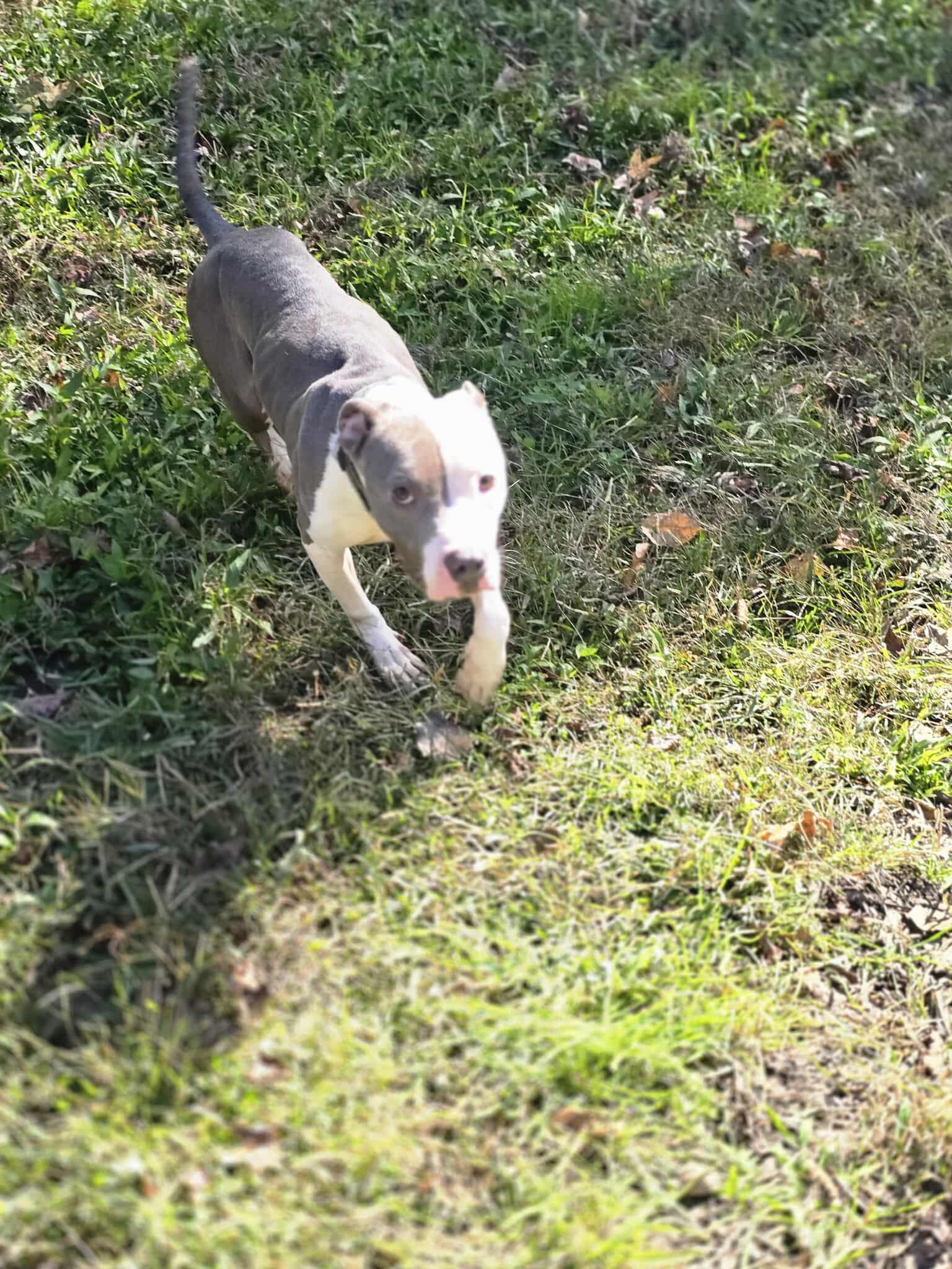 Barnaby, Adoptable, Young Male Pit Bull Terrier.