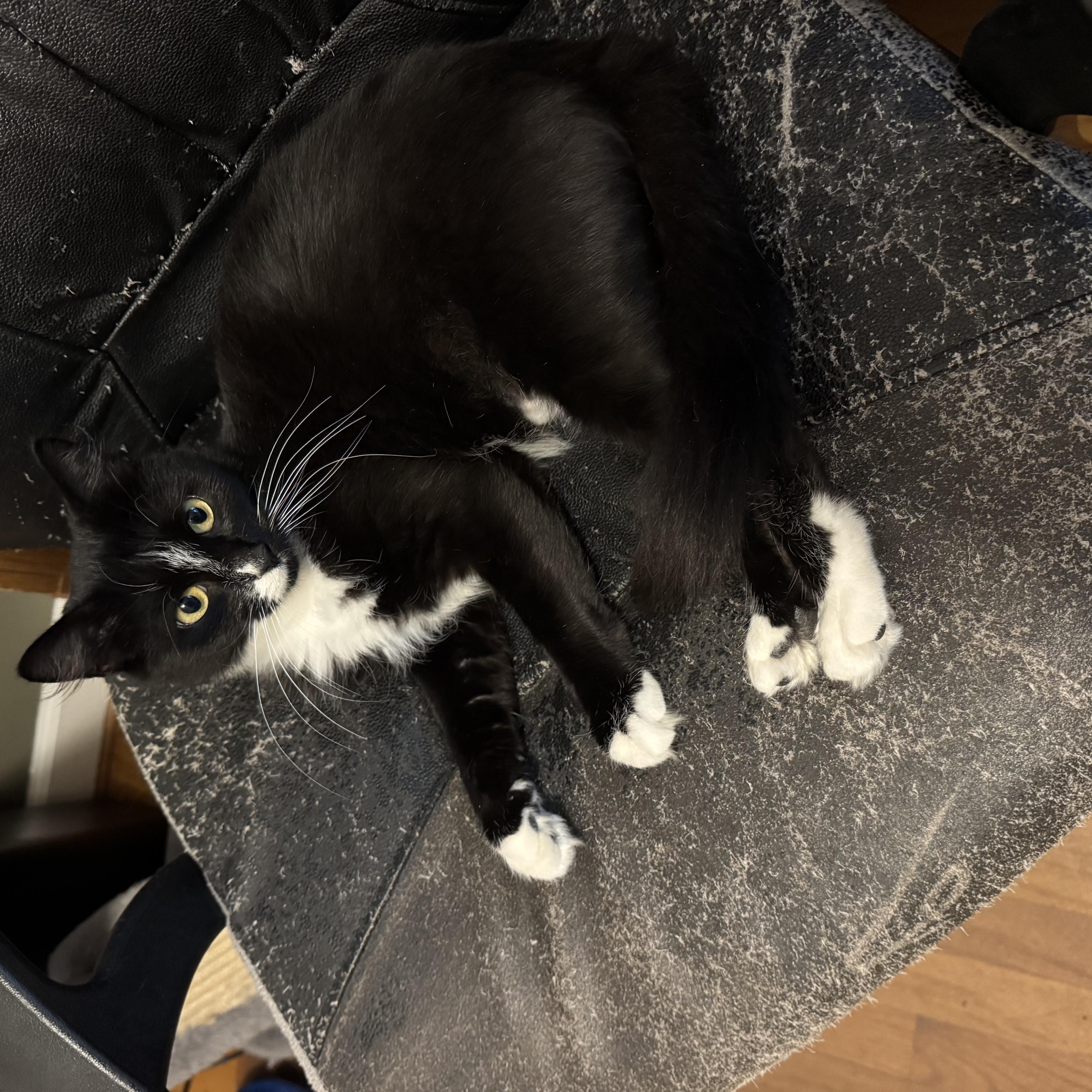 Enlarge Novia, a Adopted Domestic Medium Hair in Cheshire, CT image 1/3