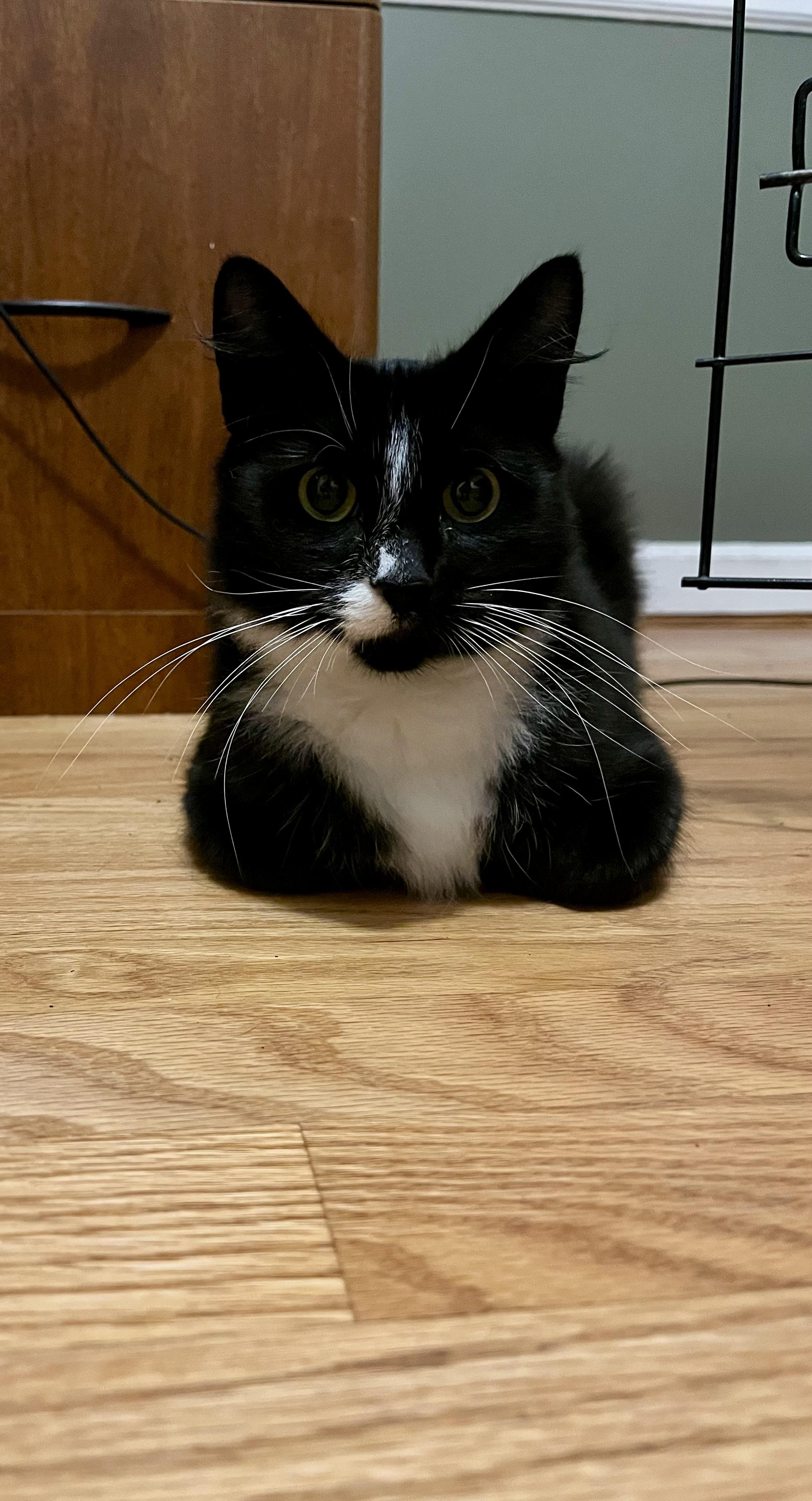 Enlarge Novia, a Adopted Domestic Medium Hair in Cheshire, CT image 2/3