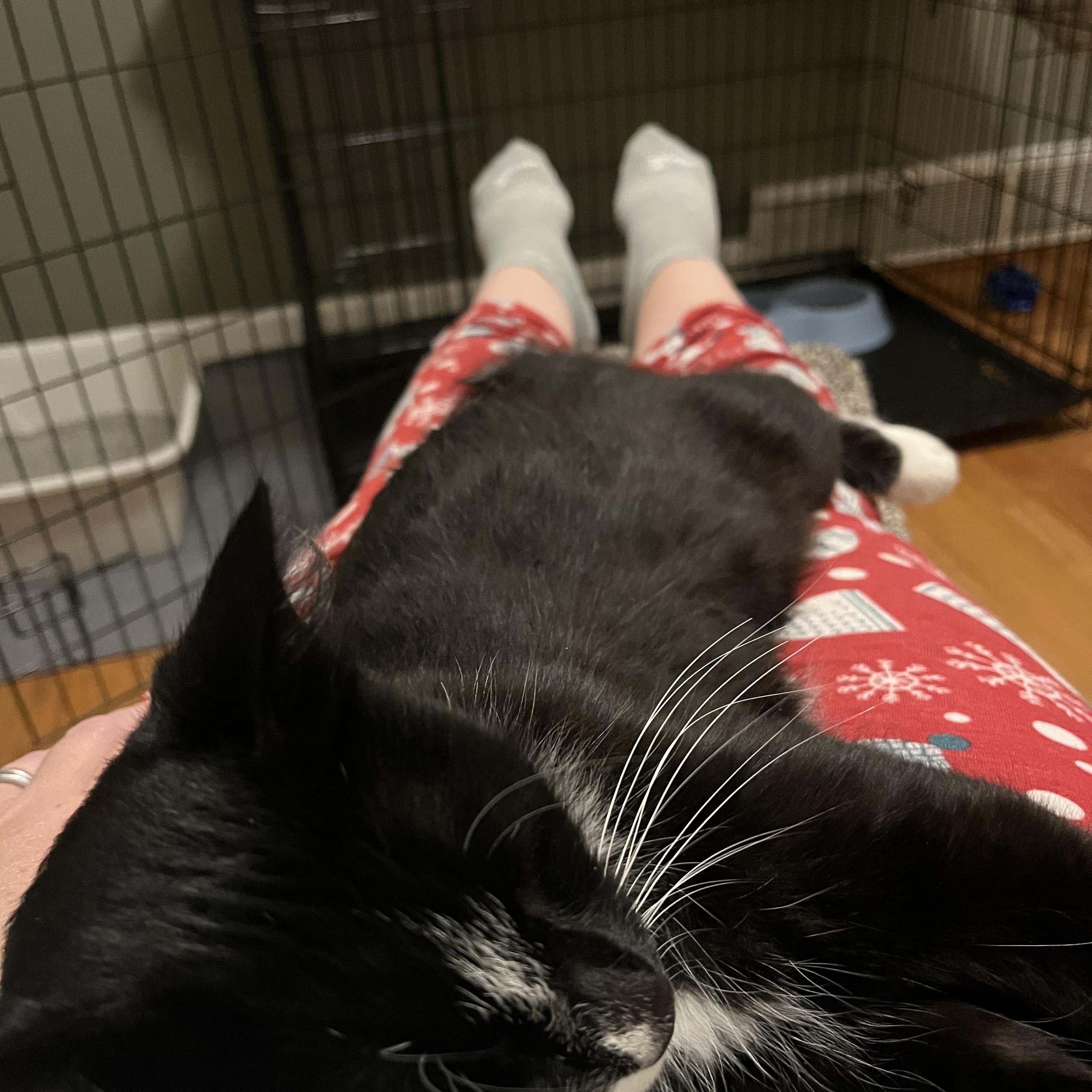 Enlarge Novia, a Adopted Domestic Medium Hair in Cheshire, CT image 3/3