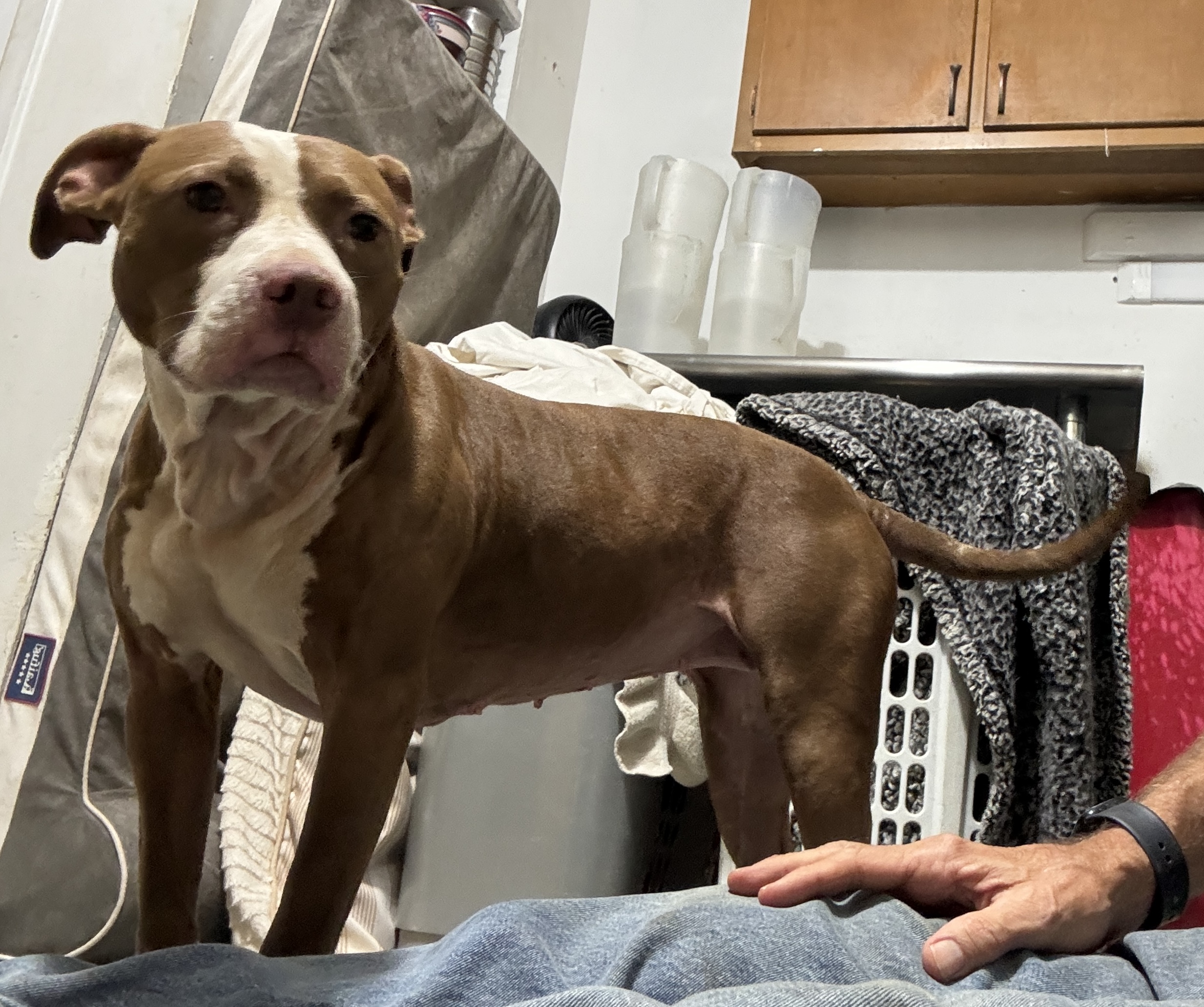 Dog for adoption emma, an American Staffordshire Terrier & English