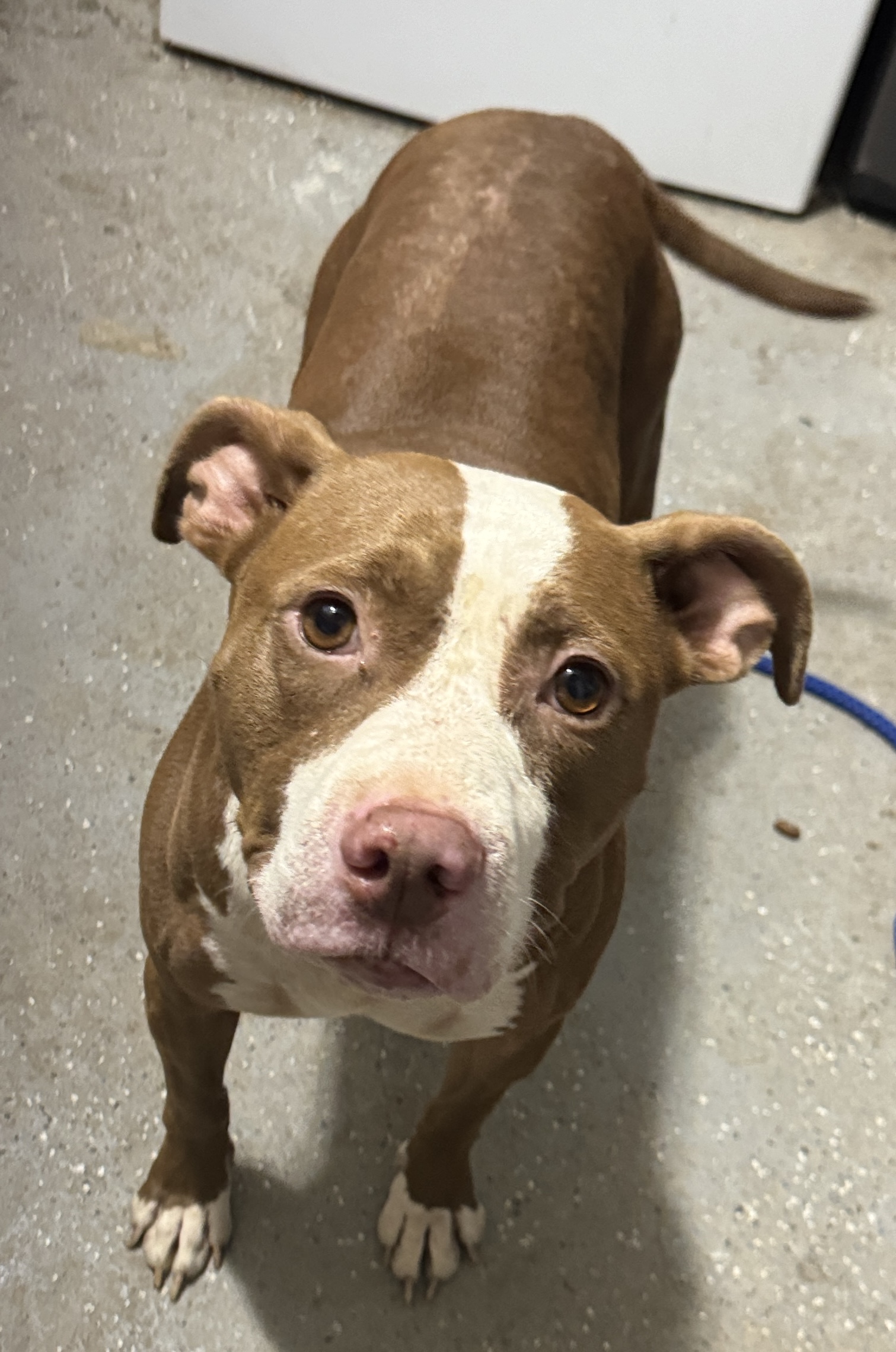 Dog for adoption emma, an American Staffordshire Terrier & English