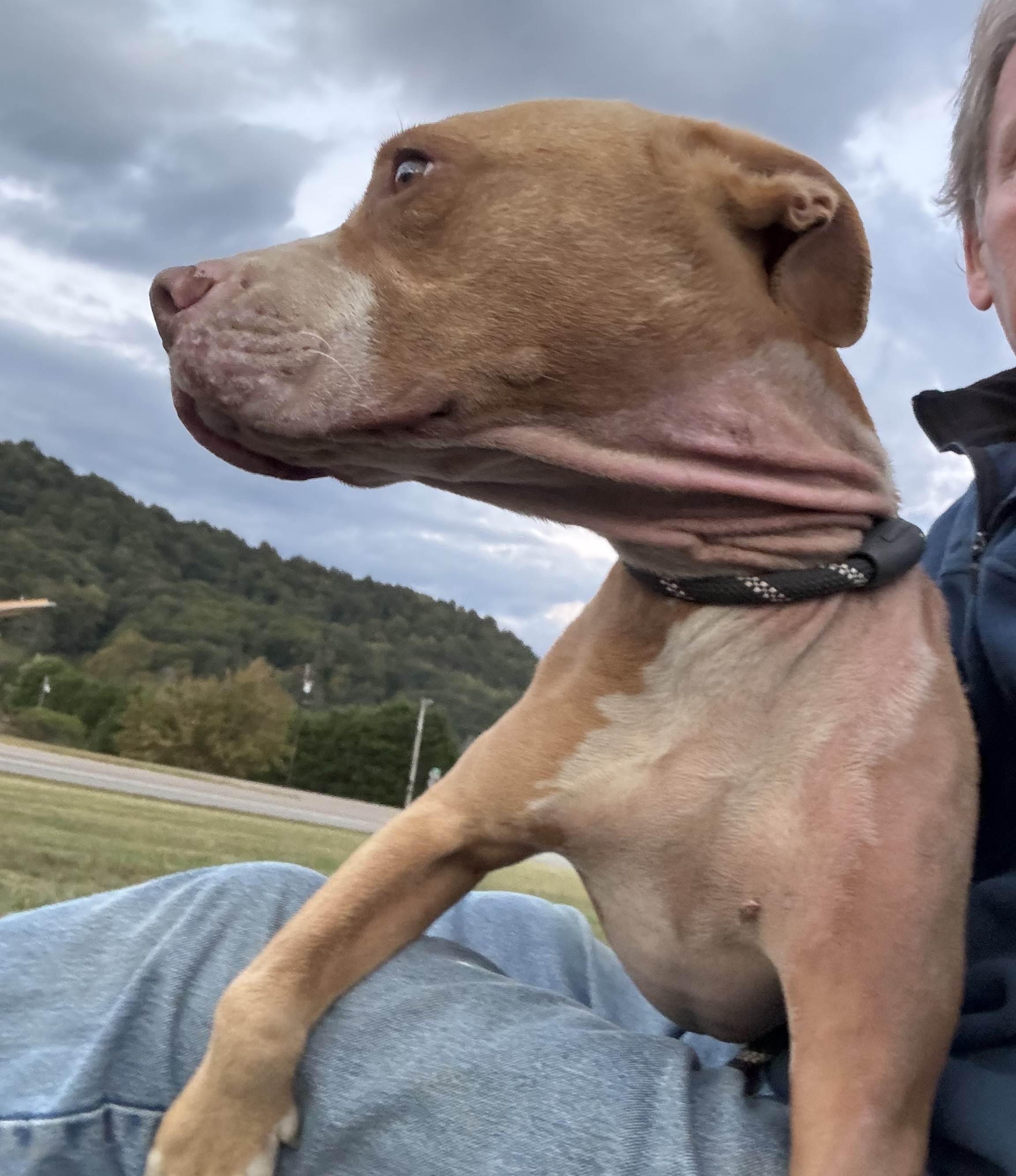 Dog for adoption emma, an American Staffordshire Terrier & English