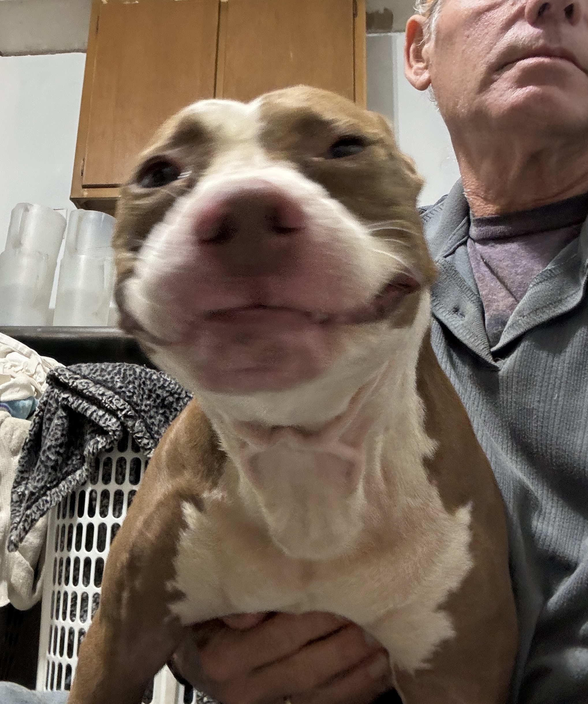 Dog for adoption emma, an American Staffordshire Terrier & English