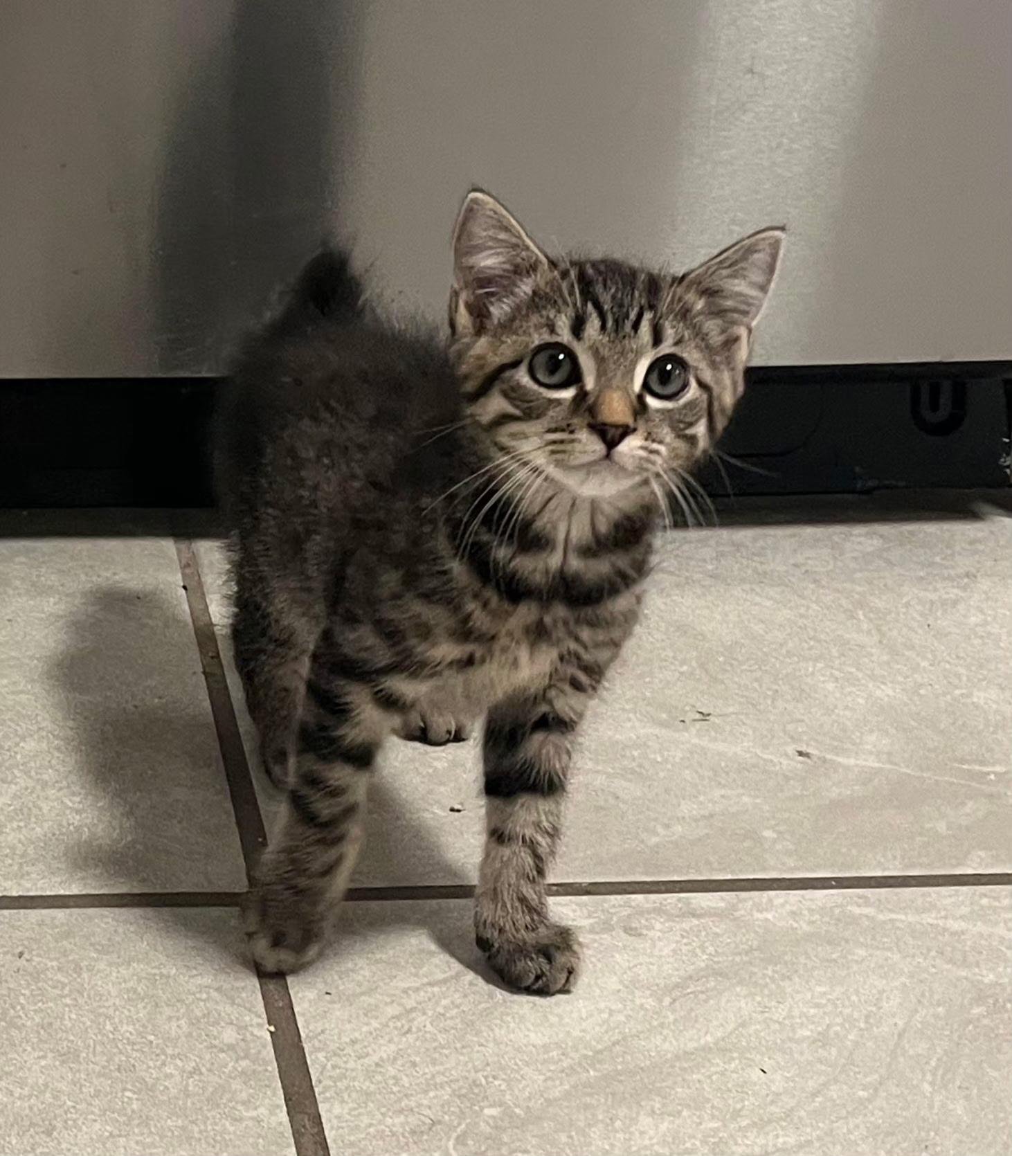 Enlarge Prince Phillip, an adopted Domestic Short Hair in Centerville, GA image 1/1