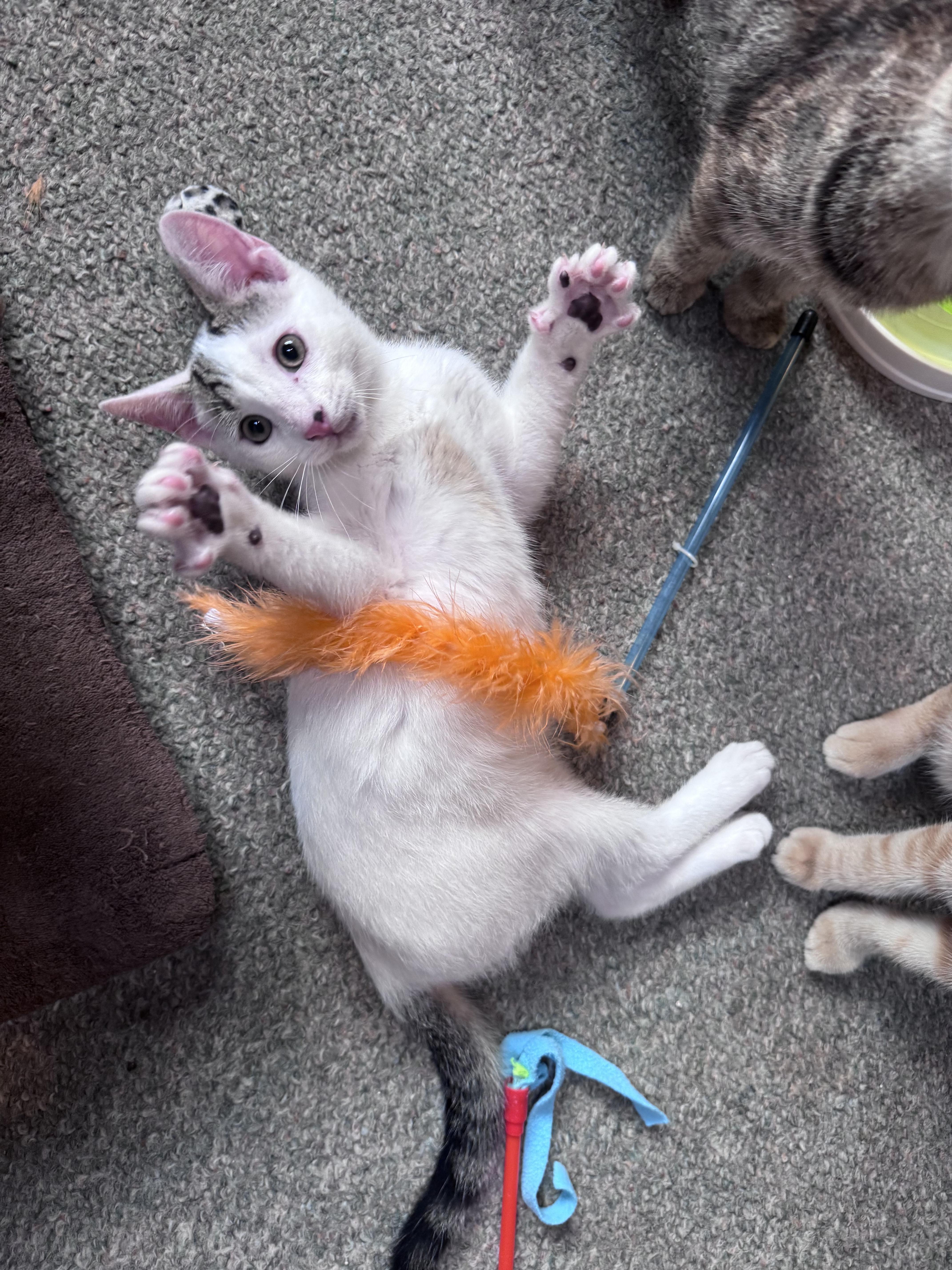 Enlarge John, a Adoptable Domestic Medium Hair in Crystal Lake, IL image 4/5