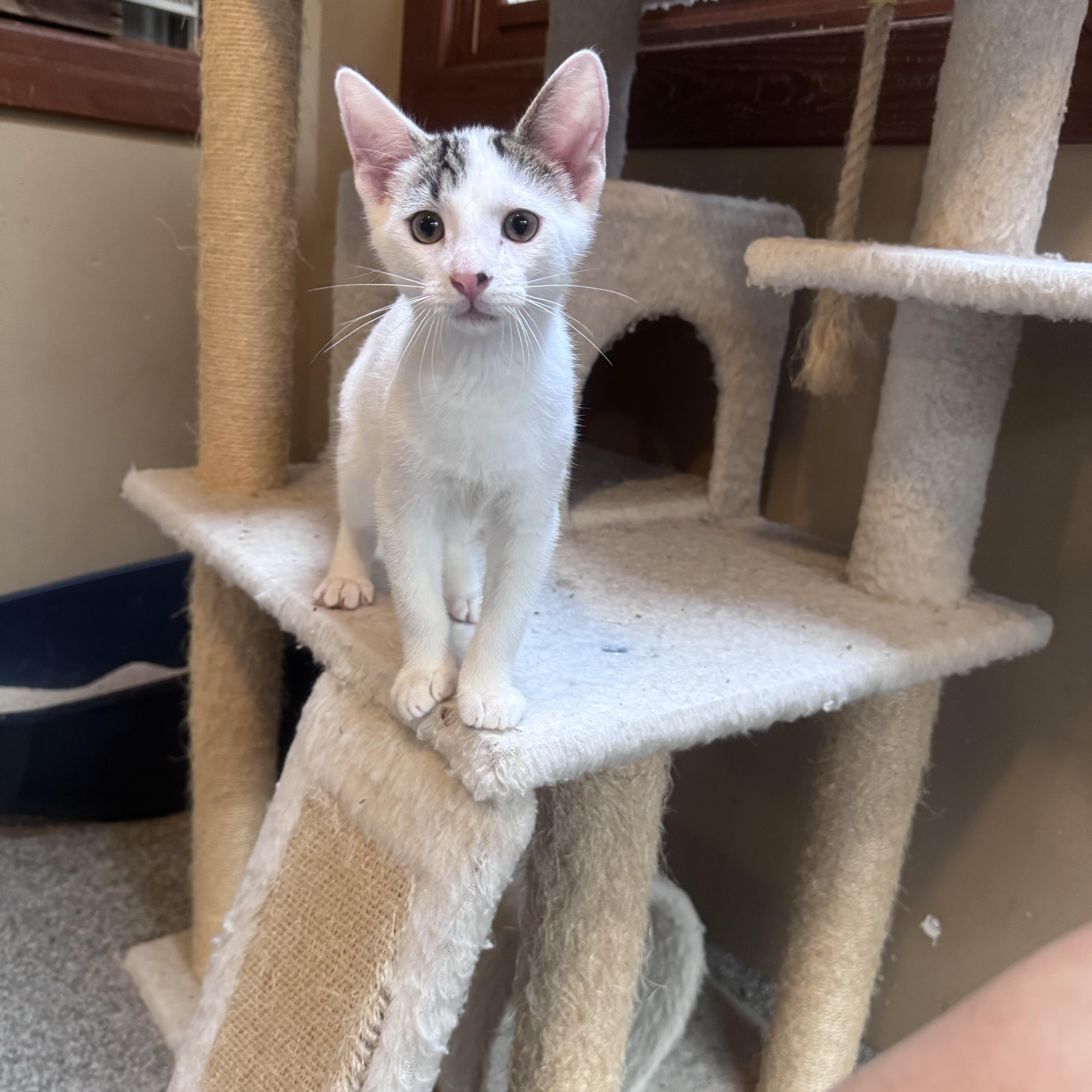 Enlarge John, a Adoptable Domestic Medium Hair in Crystal Lake, IL image 5/5