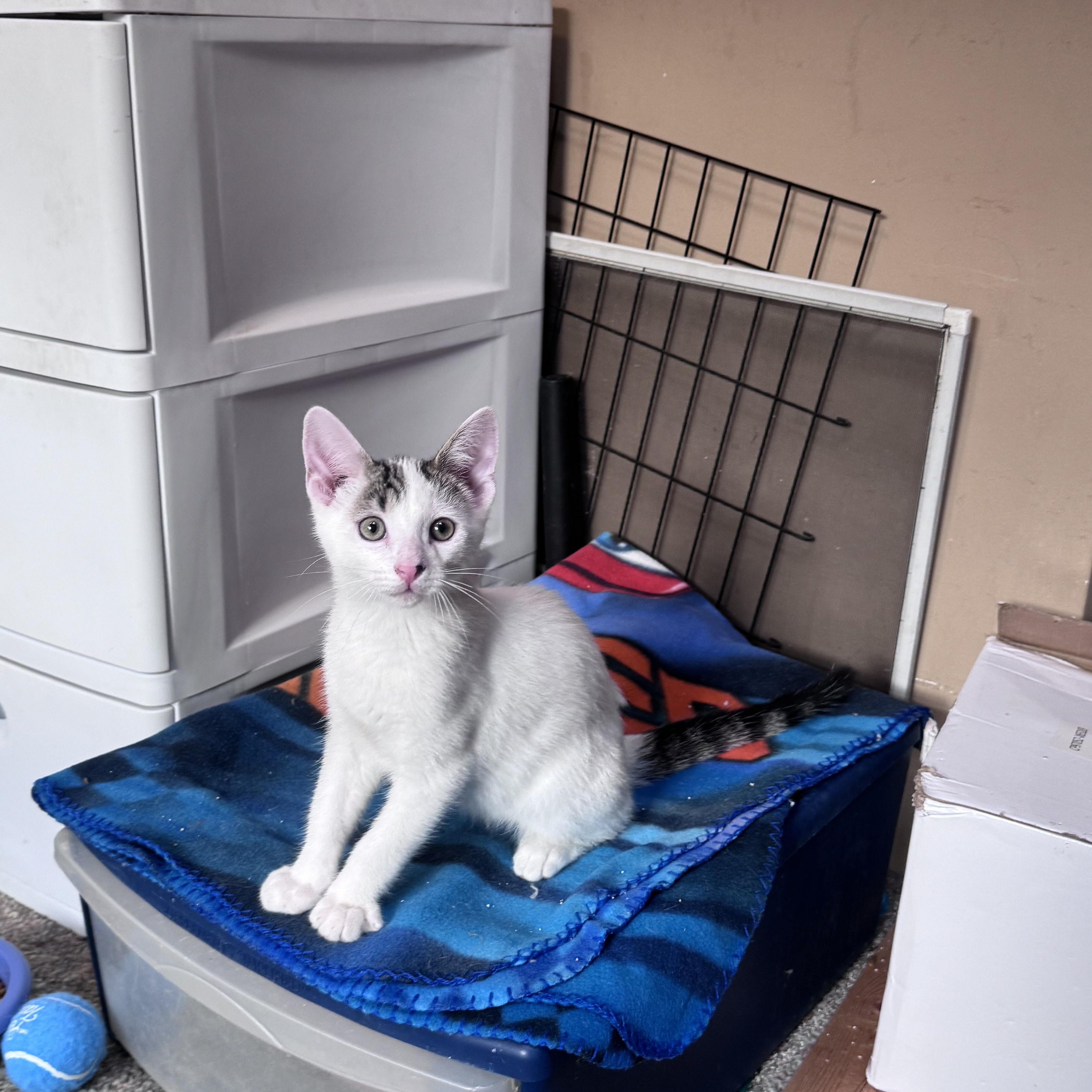 Enlarge John, a Adoptable Domestic Medium Hair in Crystal Lake, IL image 2/5