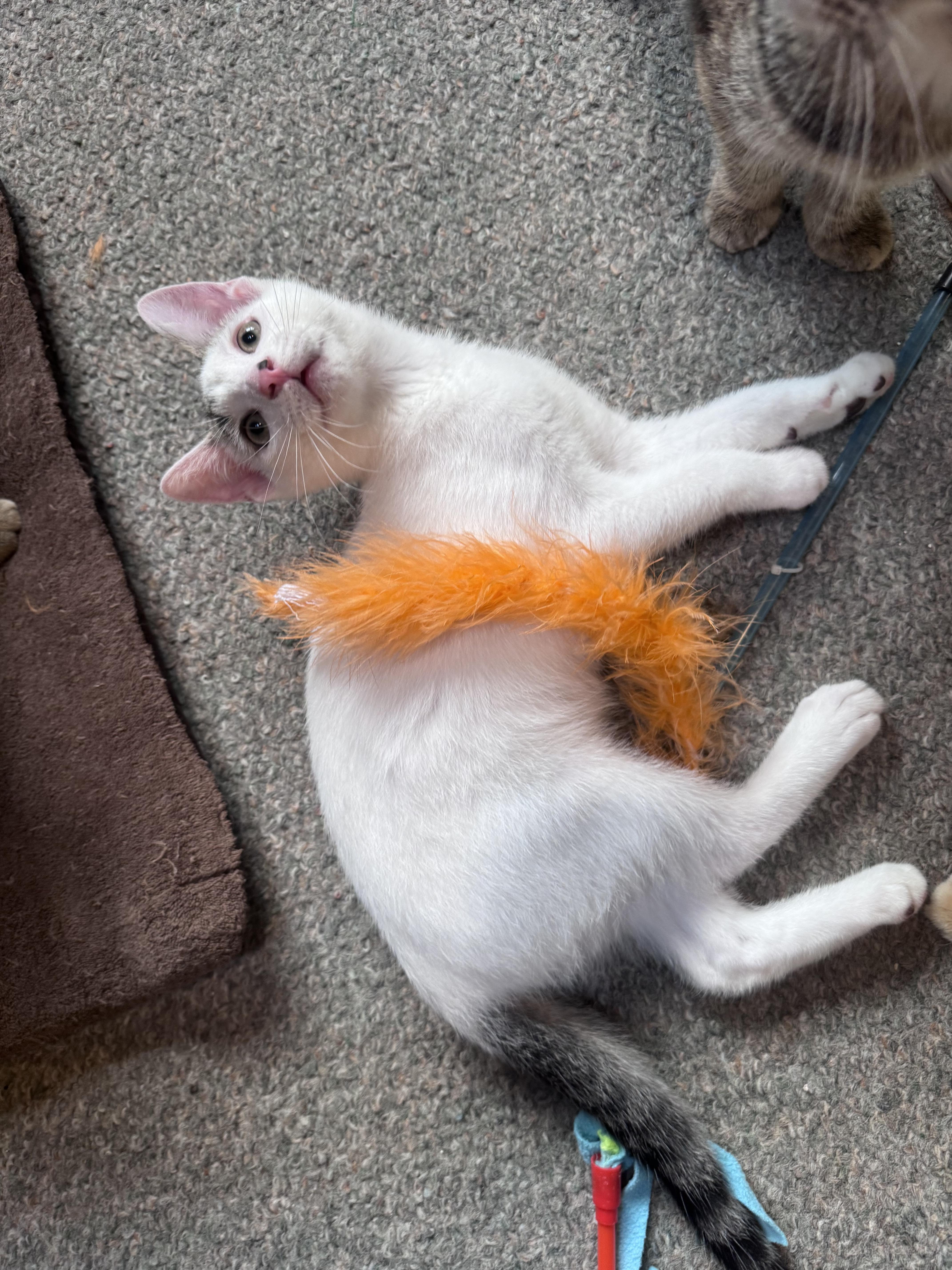 Enlarge John, a Adoptable Domestic Medium Hair in Crystal Lake, IL image 3/5