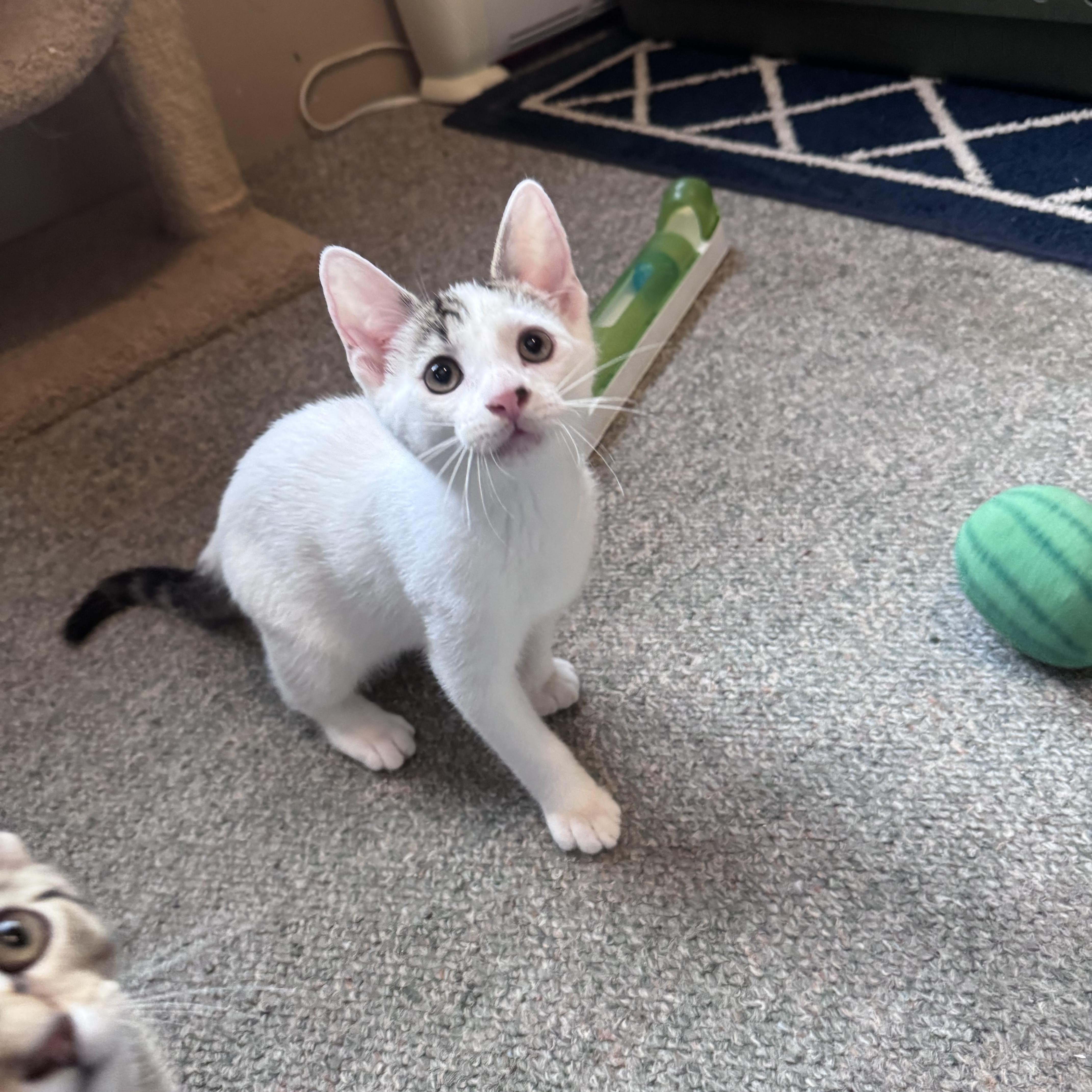 John, Adoptable, Kitten Male Domestic Medium Hair.