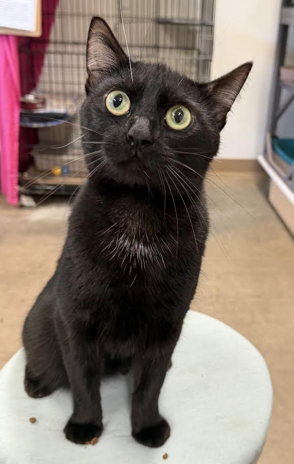 Poe, a ADOPTABLE Domestic Short Hair in Jackson, CA image 1/2
