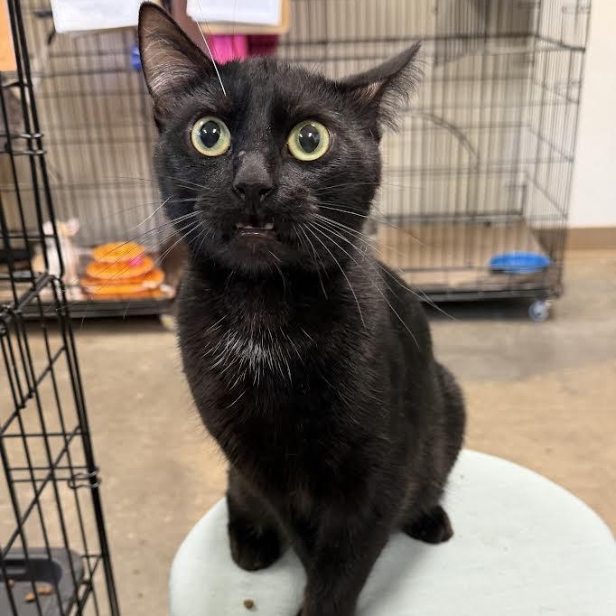 Poe, a ADOPTABLE Domestic Short Hair in Jackson, CA image 2/2