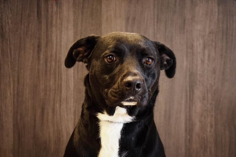 Ripple, a Adoptable mixed breed in Georgetown, OH image 1/3