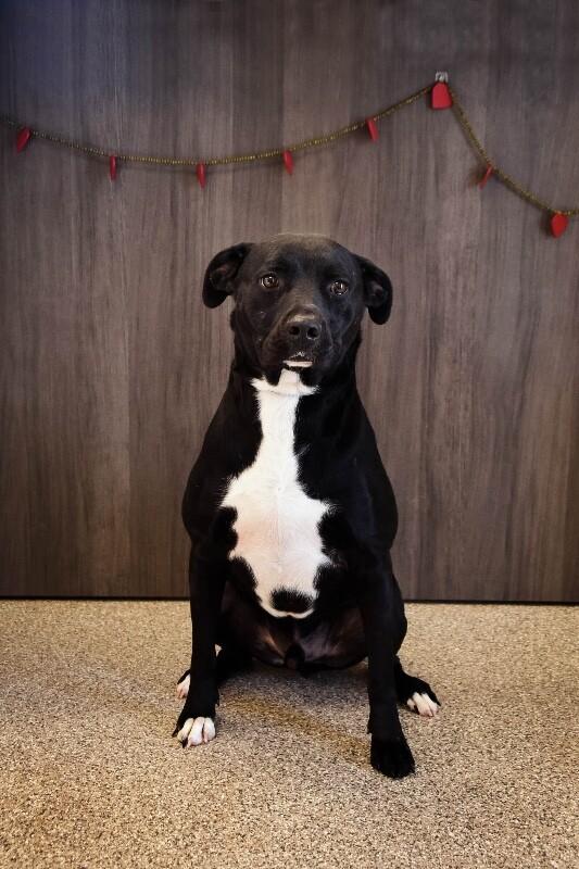 Ripple, a Adoptable mixed breed in Georgetown, OH image 2/3