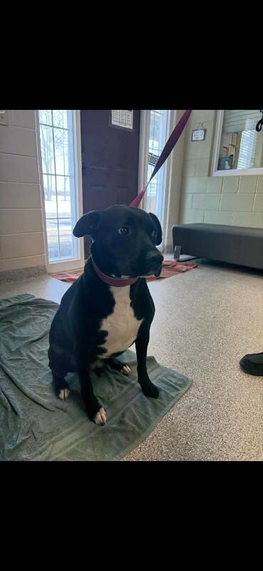 Ripple, a Adoptable mixed breed in Georgetown, OH image 3/3