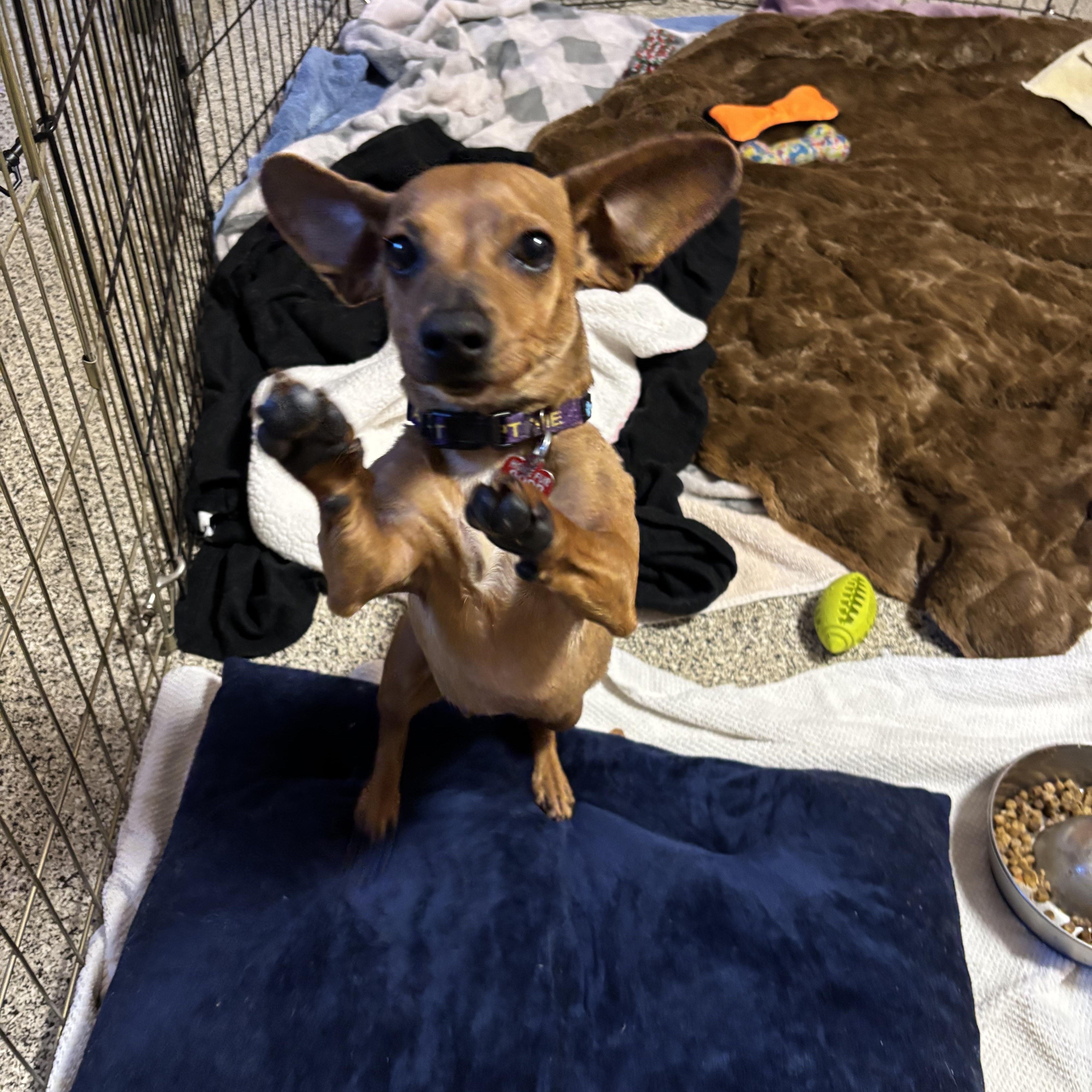 Bunny, a Adoptable mixed breed in Phoenix, AZ image 6/6