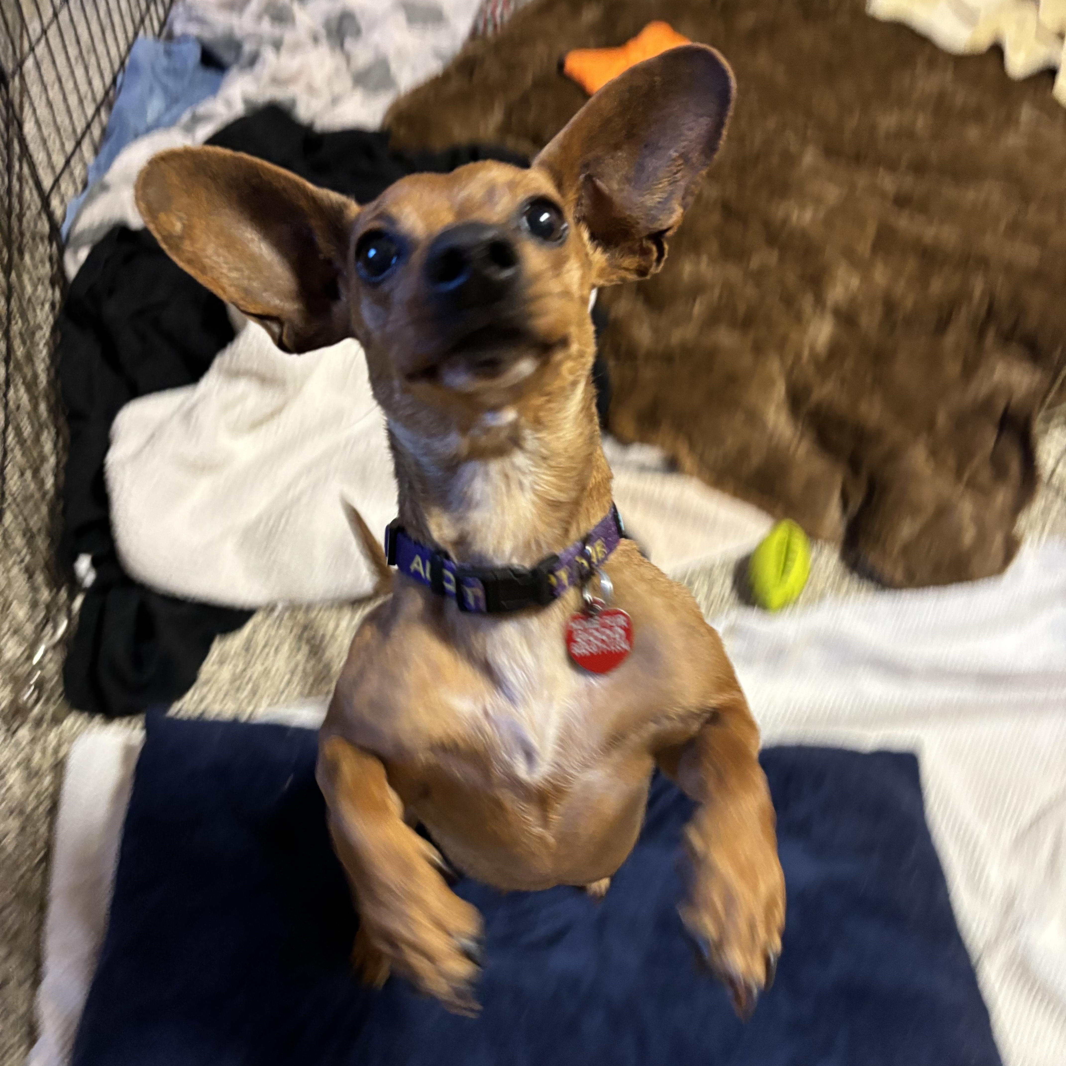 Bunny, a Adoptable mixed breed in Phoenix, AZ image 3/6