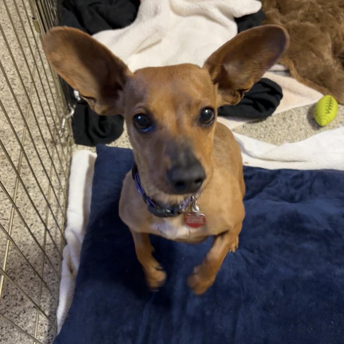 Bunny, a Adoptable mixed breed in Phoenix, AZ image 2/6