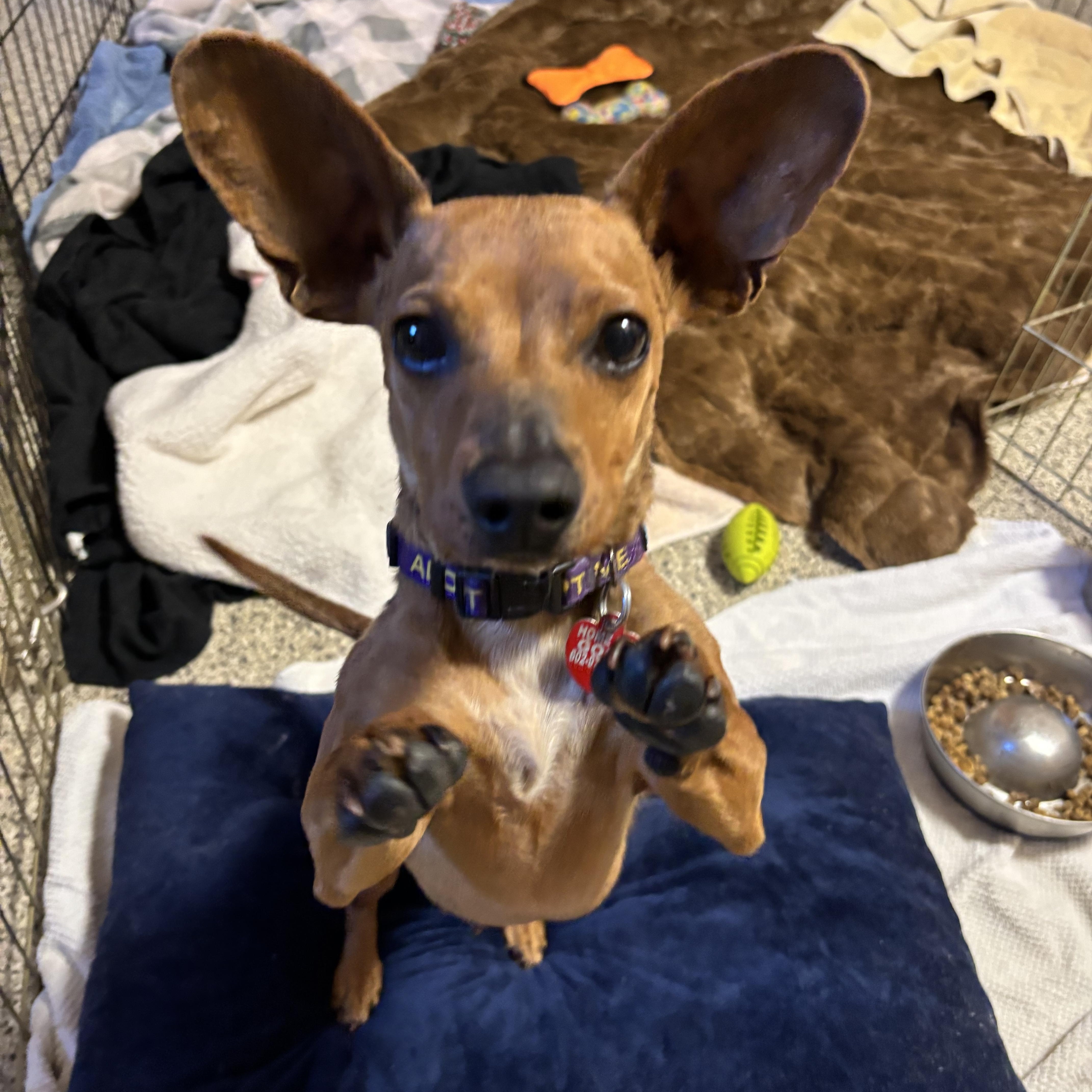 Bunny, Young Female Chihuahua