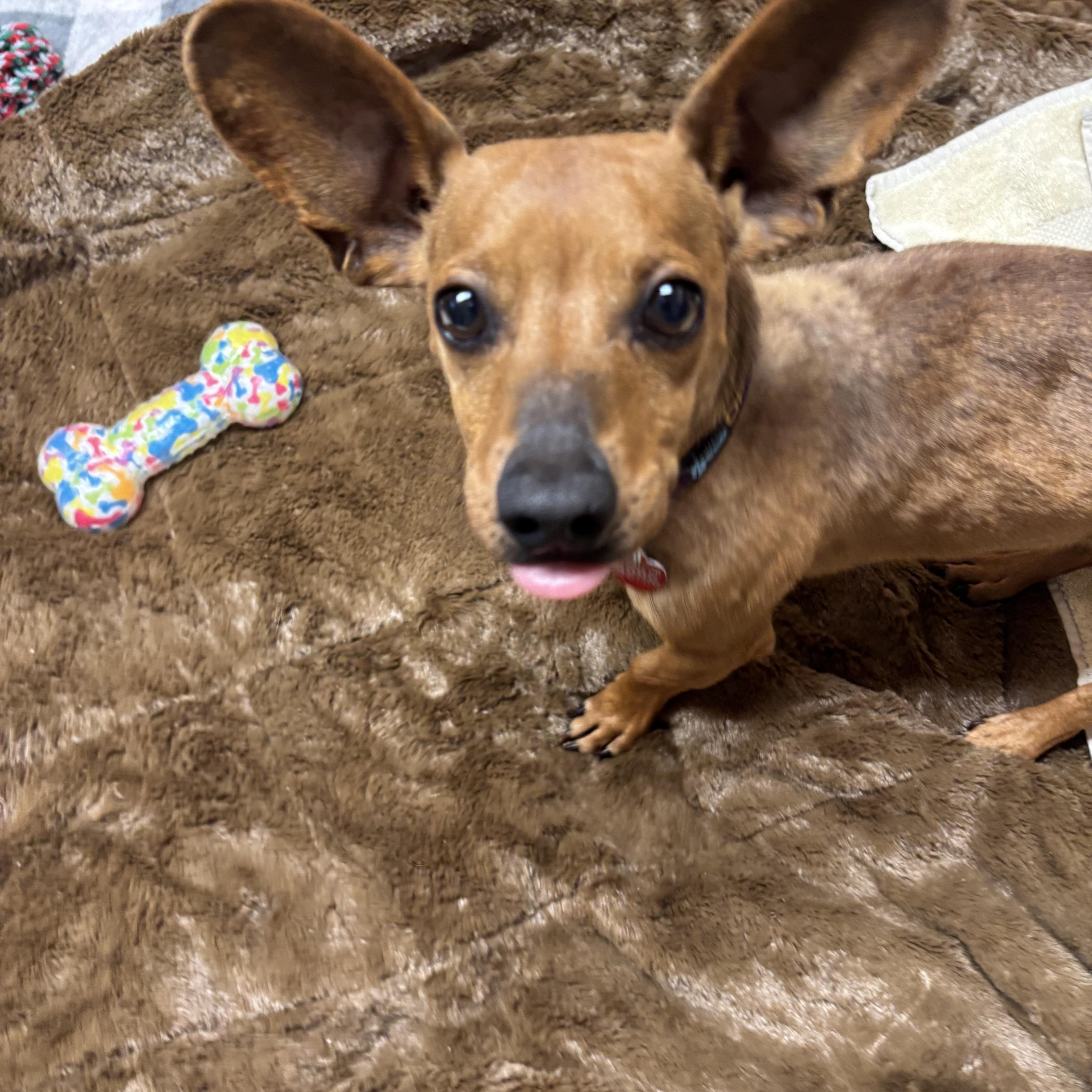 Bunny, a Adoptable mixed breed in Phoenix, AZ image 4/6
