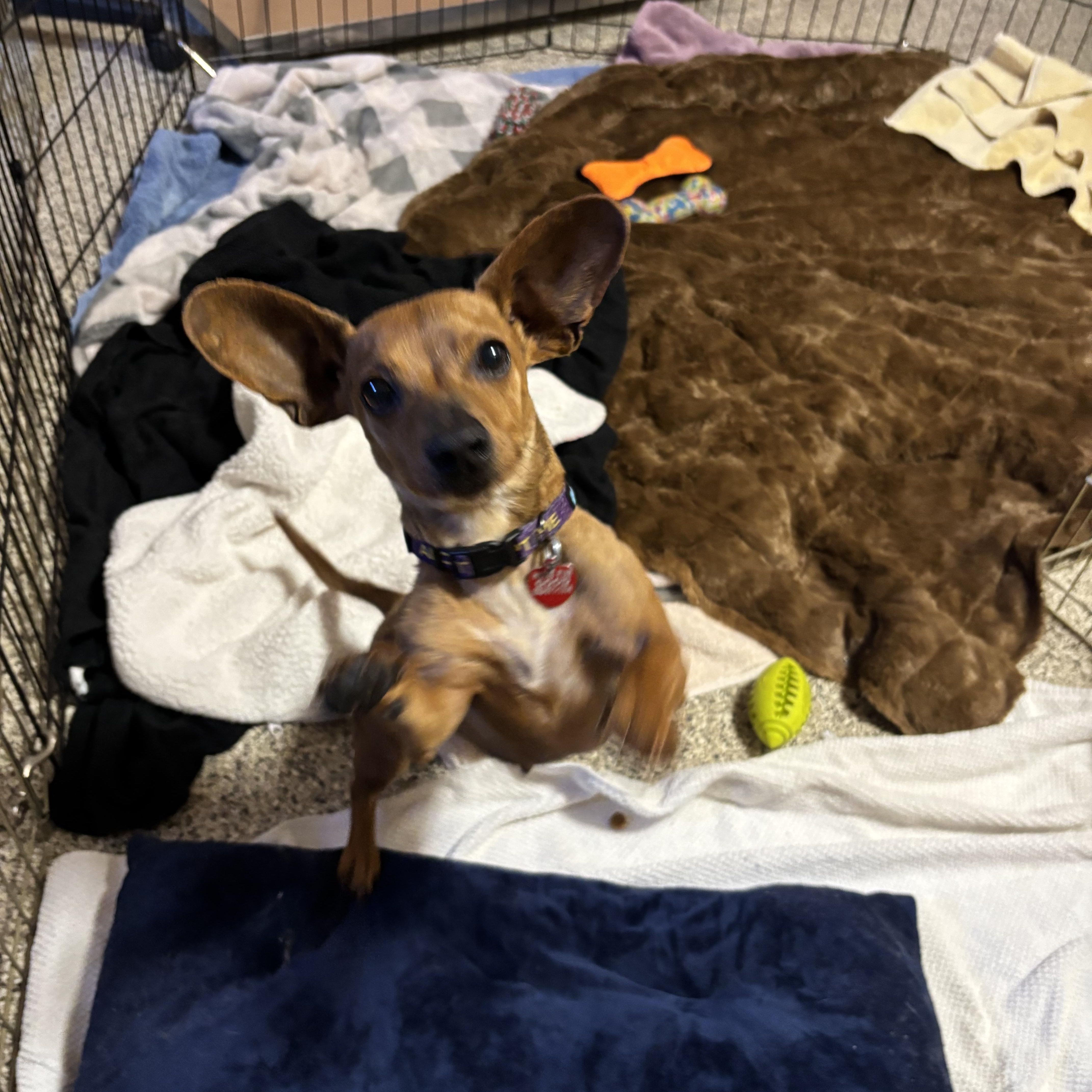 Bunny, a Adoptable mixed breed in Phoenix, AZ image 5/6