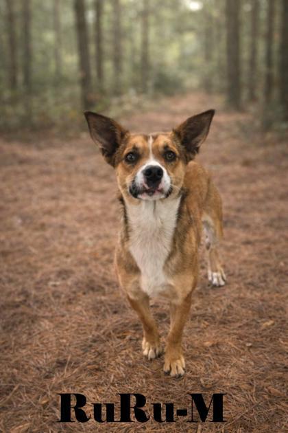 RuRu, Adoptable, Adult Male Mixed Breed & Mixed Breed.