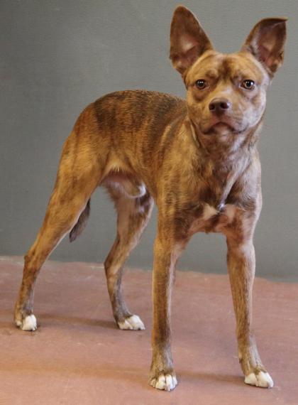 Rocky, a ADOPTABLE Terrier in Rapid City, SD image 2/2