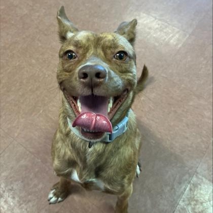 Rocky, a ADOPTABLE Terrier in Rapid City, SD image 1/2