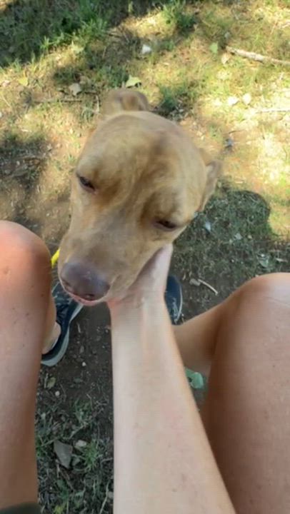Enlarge Rocky, an adoptable Terrier in Rapid City, SD video 3/3
