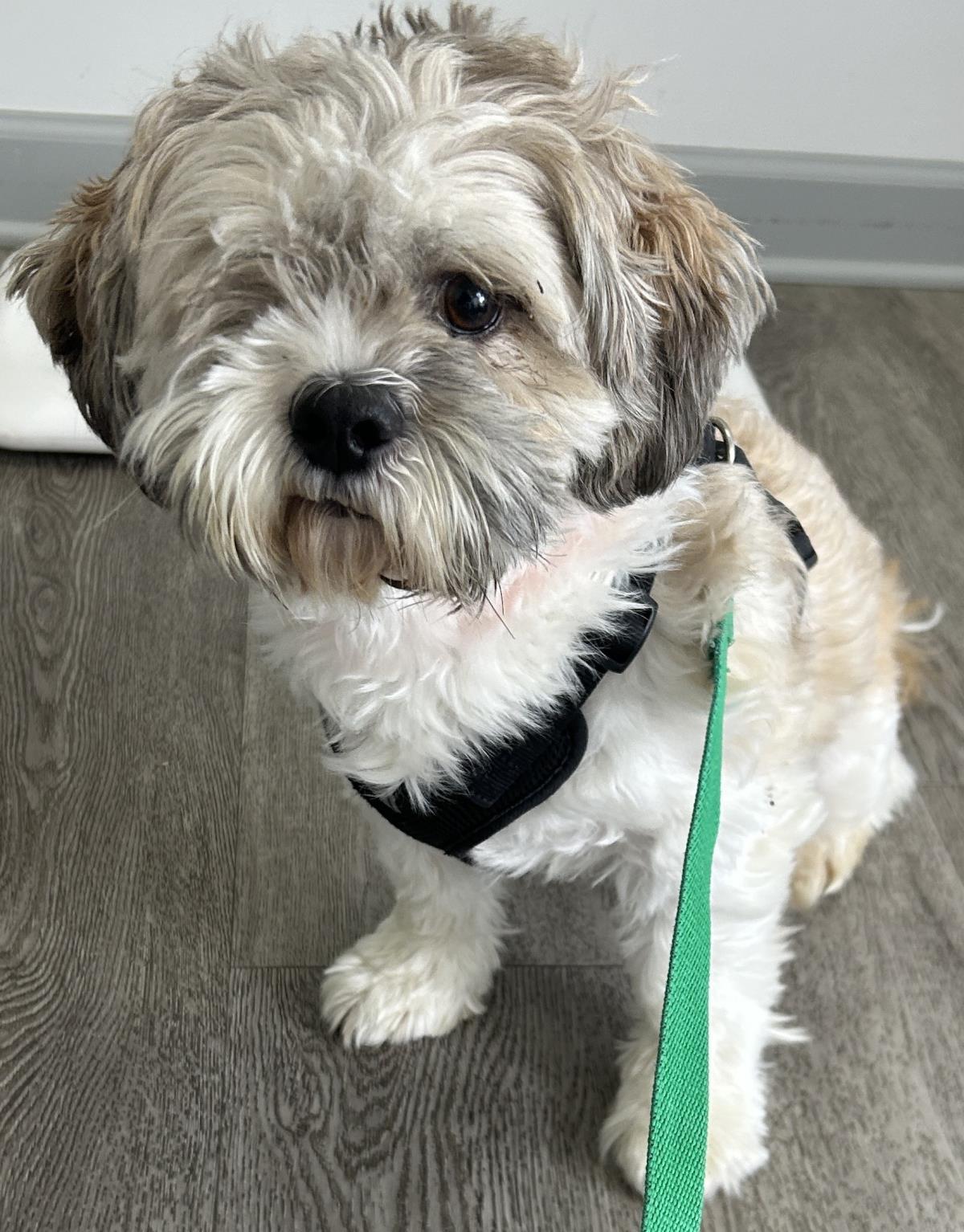 Enlarge Sammy, a Adoptable mixed breed in Westminster, MD image 1/3