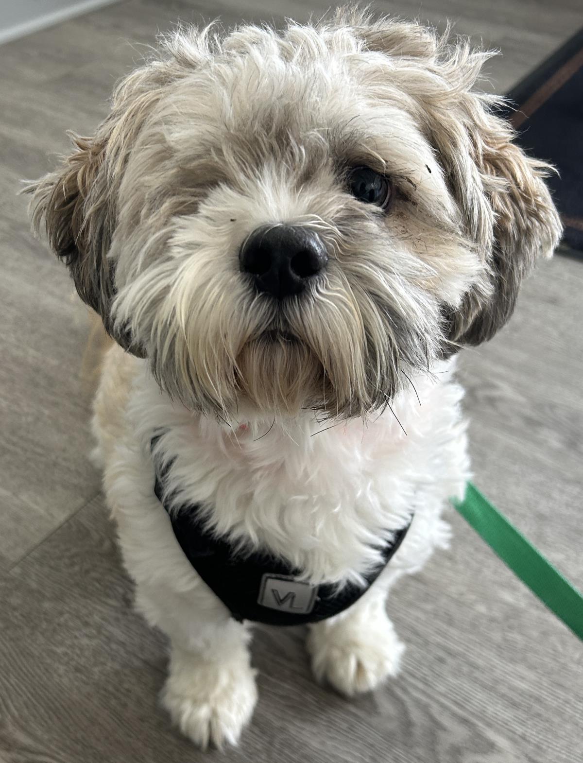 Sammy, a Adoptable mixed breed in Westminster, MD image 1/3