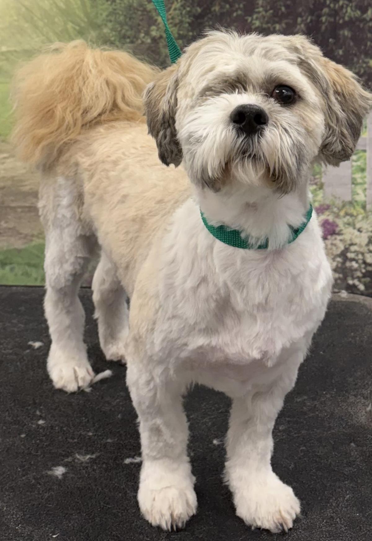 Enlarge Sammy, a Adoptable mixed breed in Westminster, MD image 1/1
