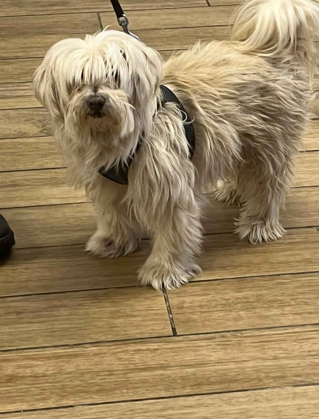 Arby, Adoptable, Young Male Shih Tzu.