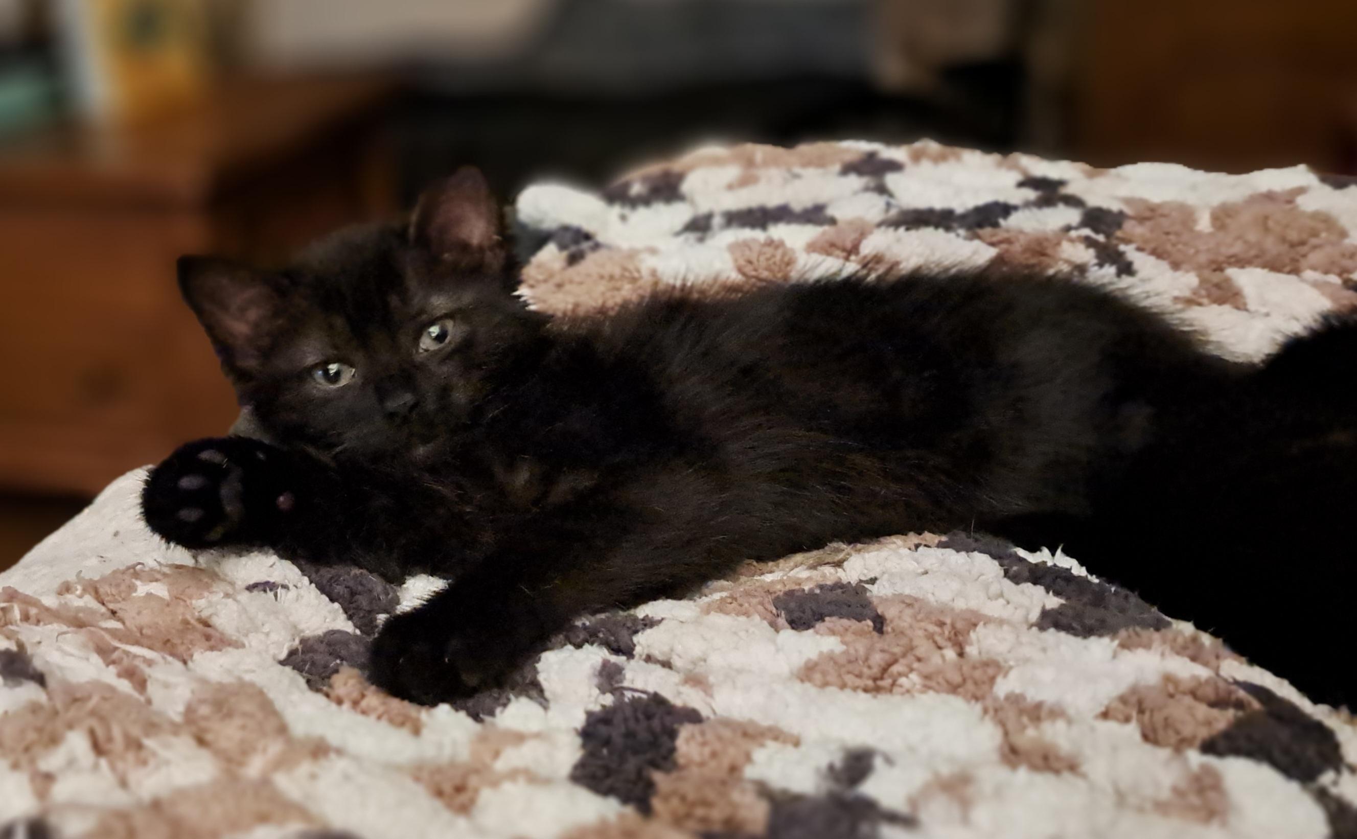 Batman, Adoptable, Kitten Male Domestic Short Hair.
