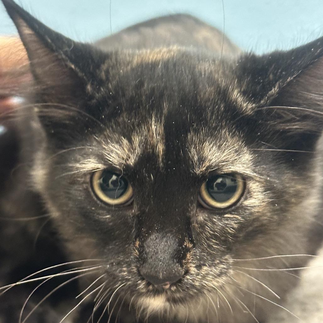 Raf, Adoptable, Kitten Female Domestic Medium Hair.
