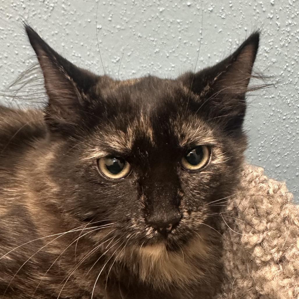 Raf, a Adoptable Domestic Medium Hair in Park City, UT image 2/2