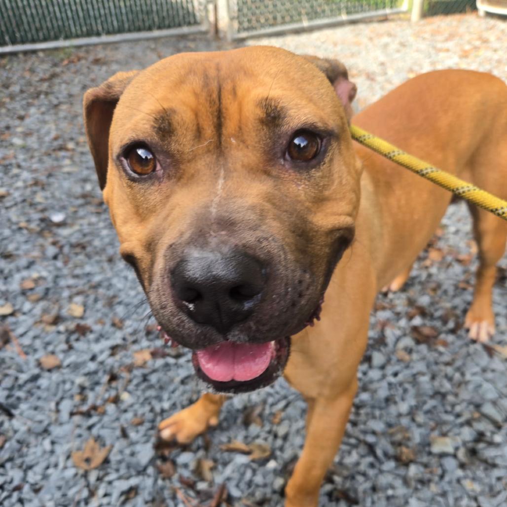 Green, Adoptable, Adult Male Mixed Breed.