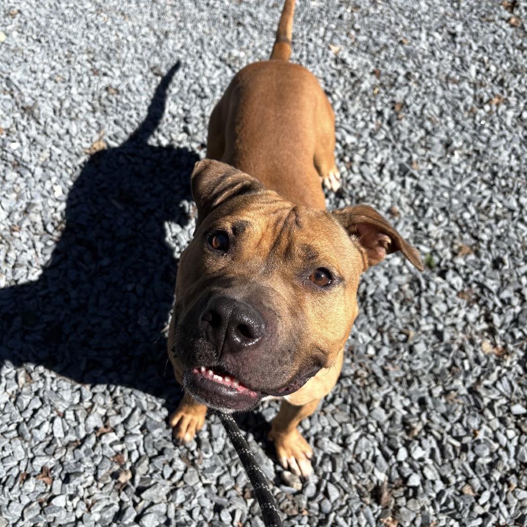 Enlarge Green, a Adoptable Mixed Breed in Mount Gilead, NC image 2/3
