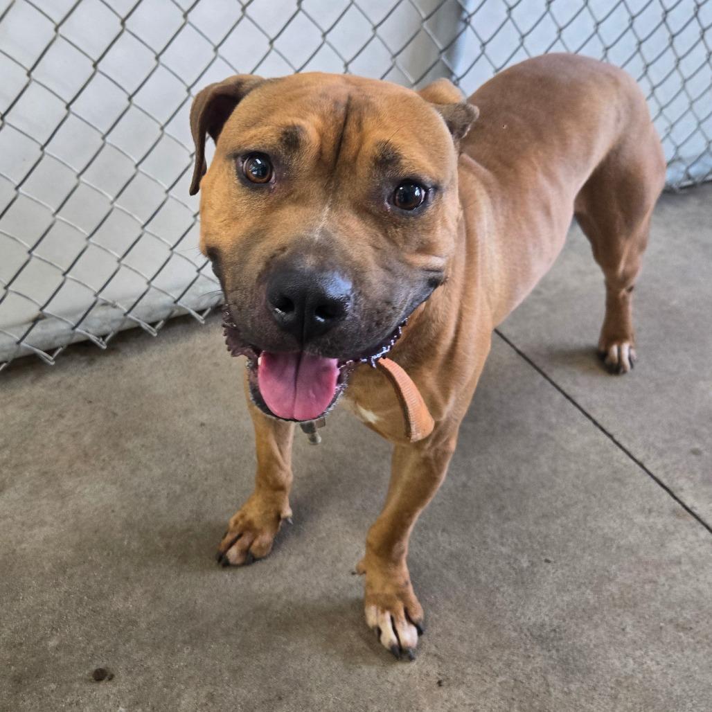 Enlarge Green, a Adoptable Mixed Breed in Mount Gilead, NC image 3/3