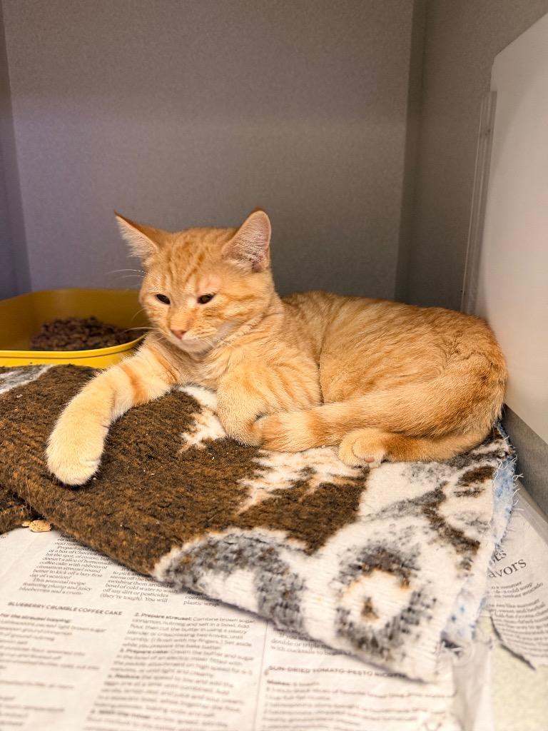 Indy, Adopted, Kitten Male Domestic Short Hair.