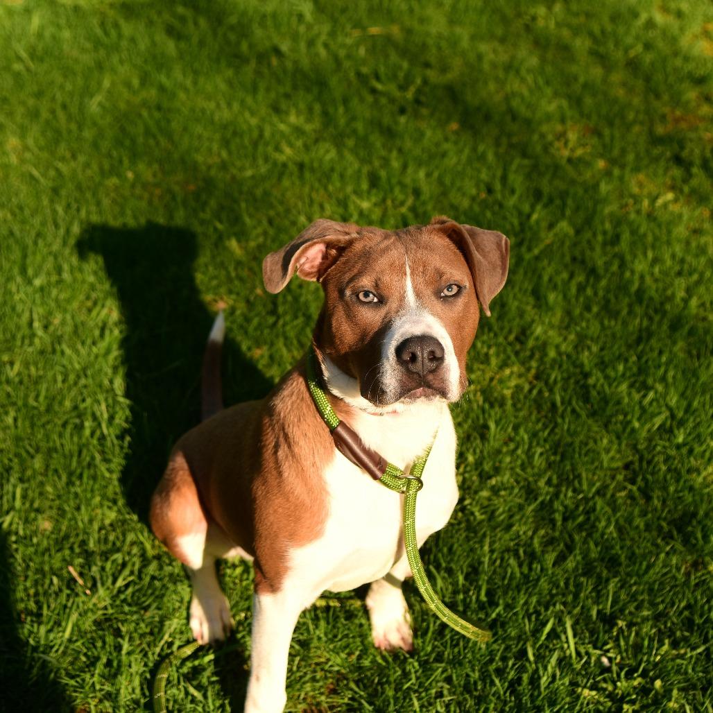 Enlarge Skippy, a Adoptable Mixed Breed in Owosso, MI image 1/5