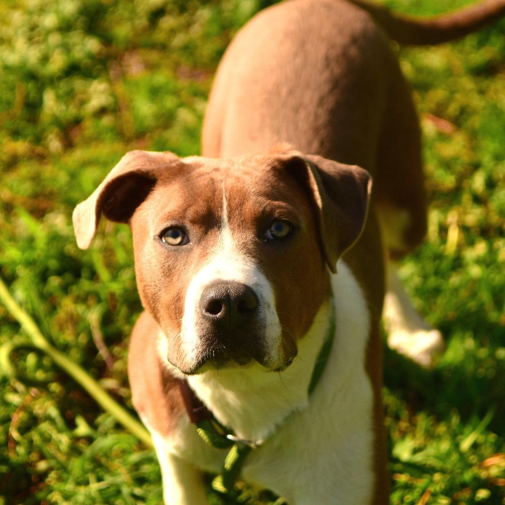 Enlarge Skippy, a Adoptable Mixed Breed in Owosso, MI image 2/5