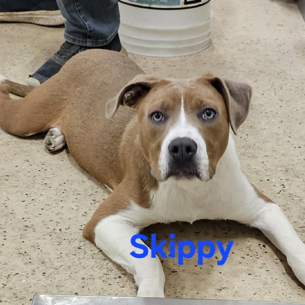 Enlarge Skippy, a Adoptable Mixed Breed in Owosso, MI image 3/5