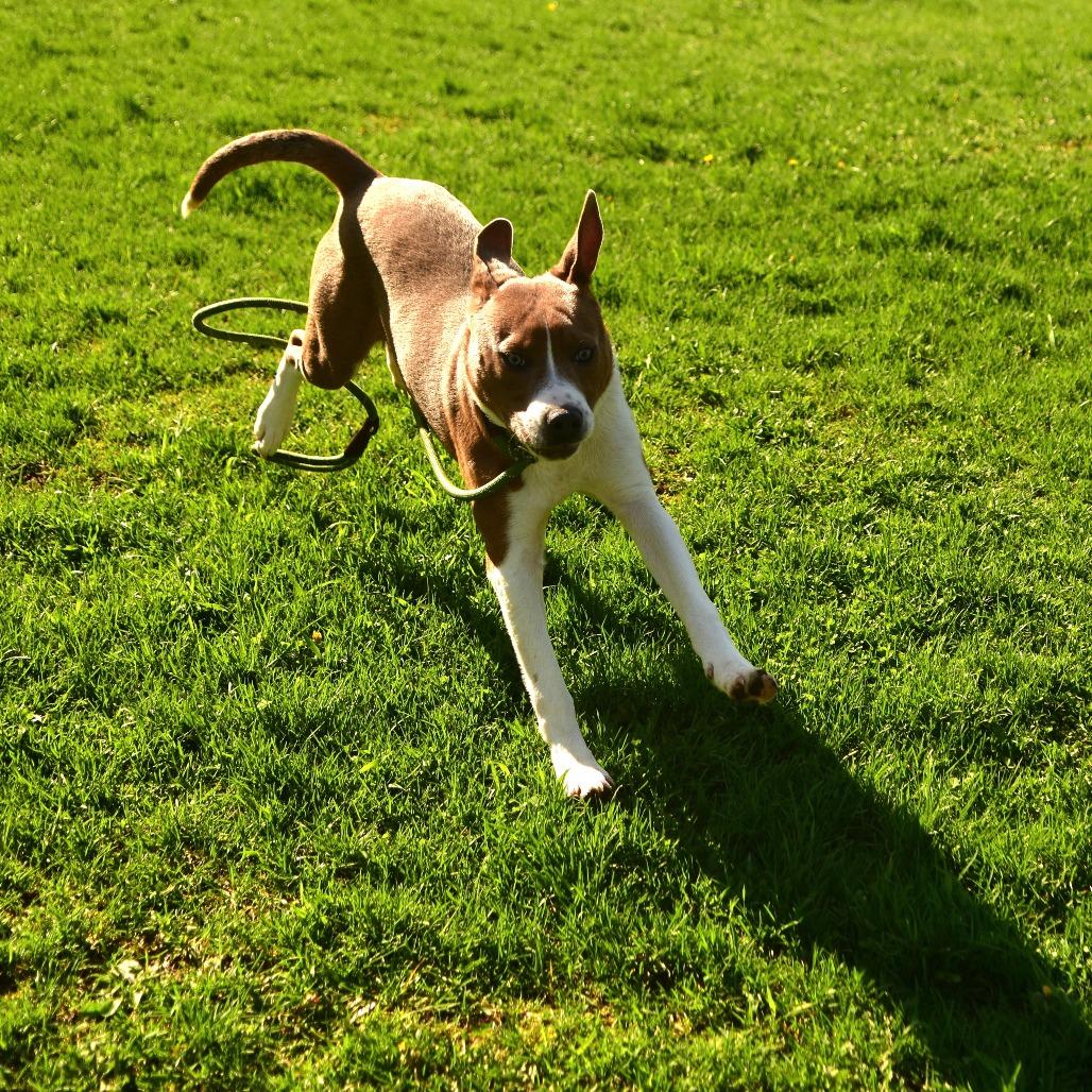 Enlarge Skippy, a Adoptable Mixed Breed in Owosso, MI image 4/5