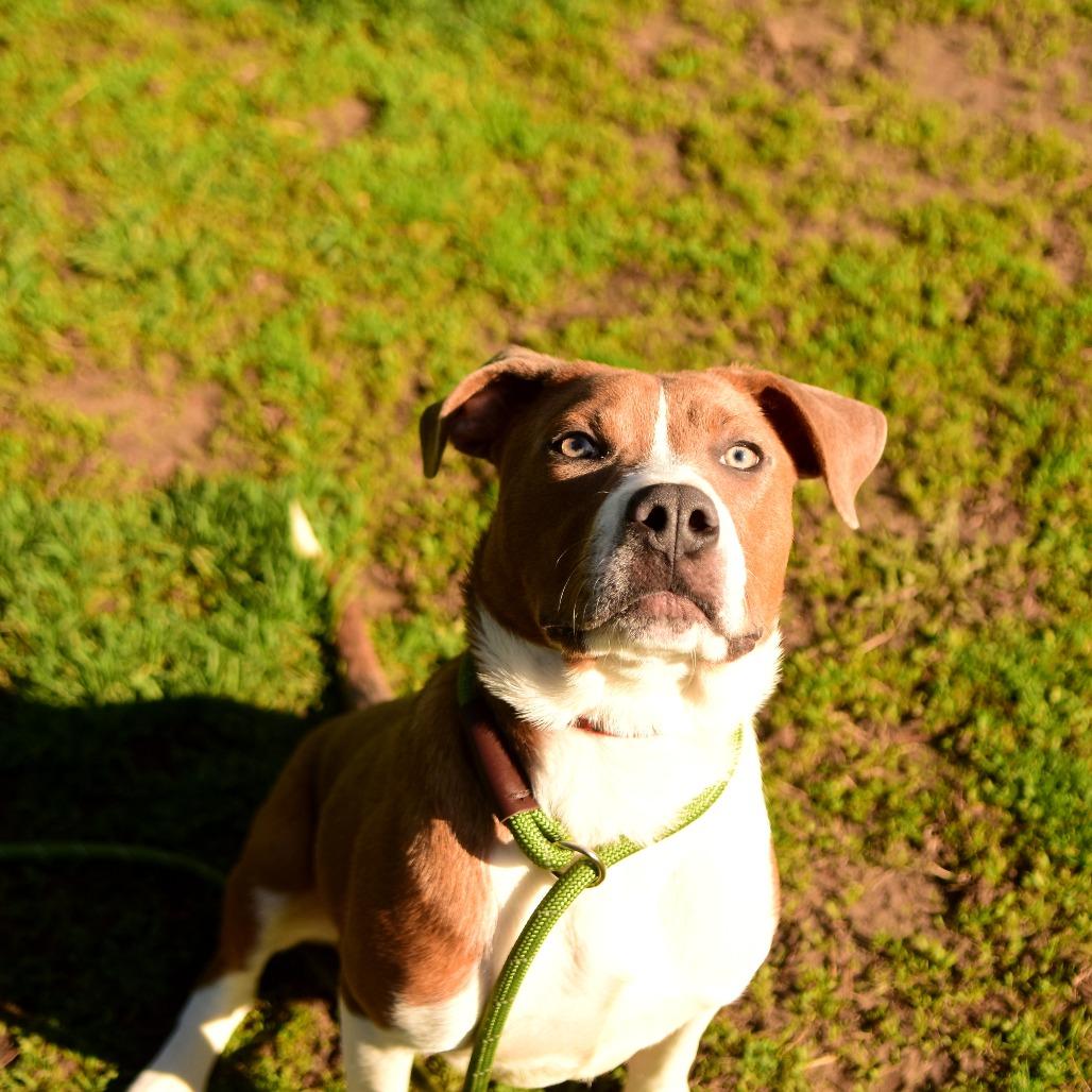 Enlarge Skippy, a Adoptable Mixed Breed in Owosso, MI image 5/5